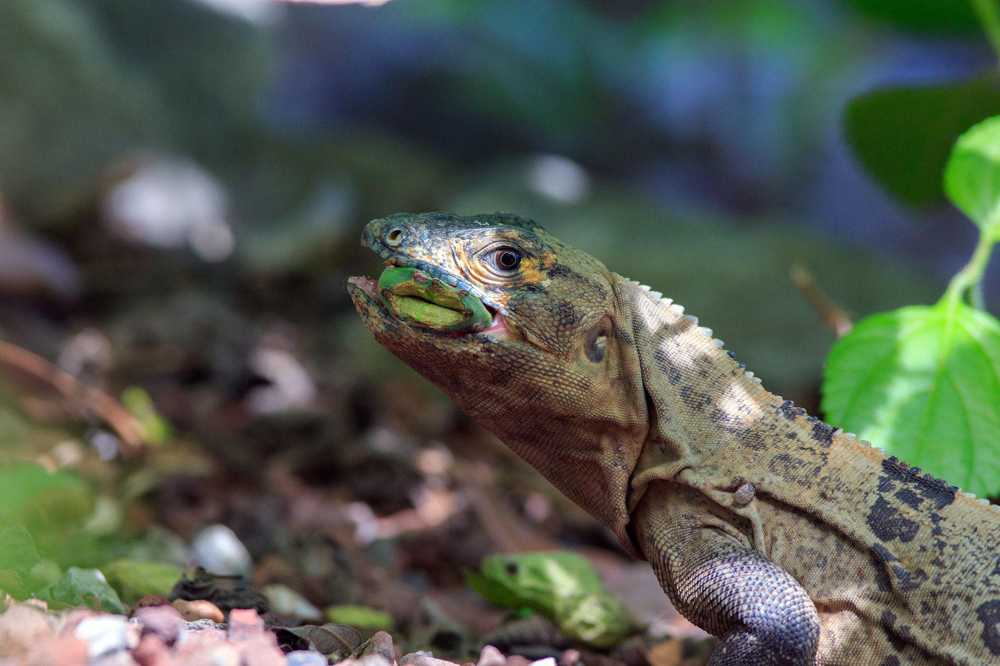 Canon EF 600mm f/4L IS sample photo. Ctenosaura photography
