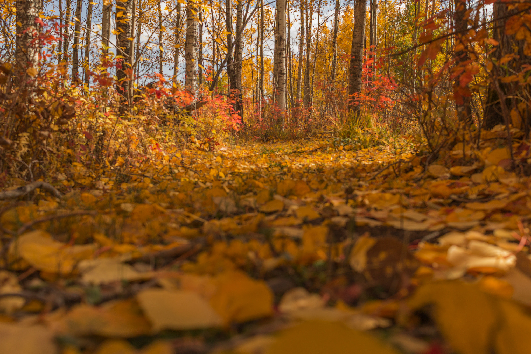 Canon EF-S 24mm F2.8 STM sample photo. Autumn trees with leaves on the ground photography