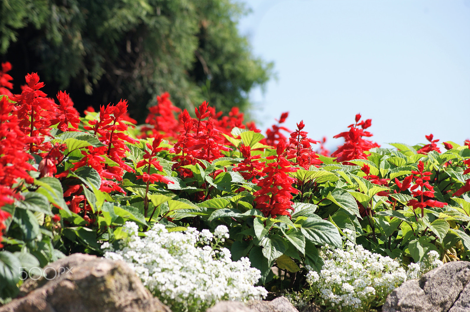 Sony Alpha DSLR-A390 + Sony DT 55-200mm F4-5.6 SAM sample photo. Flowers 15 photography