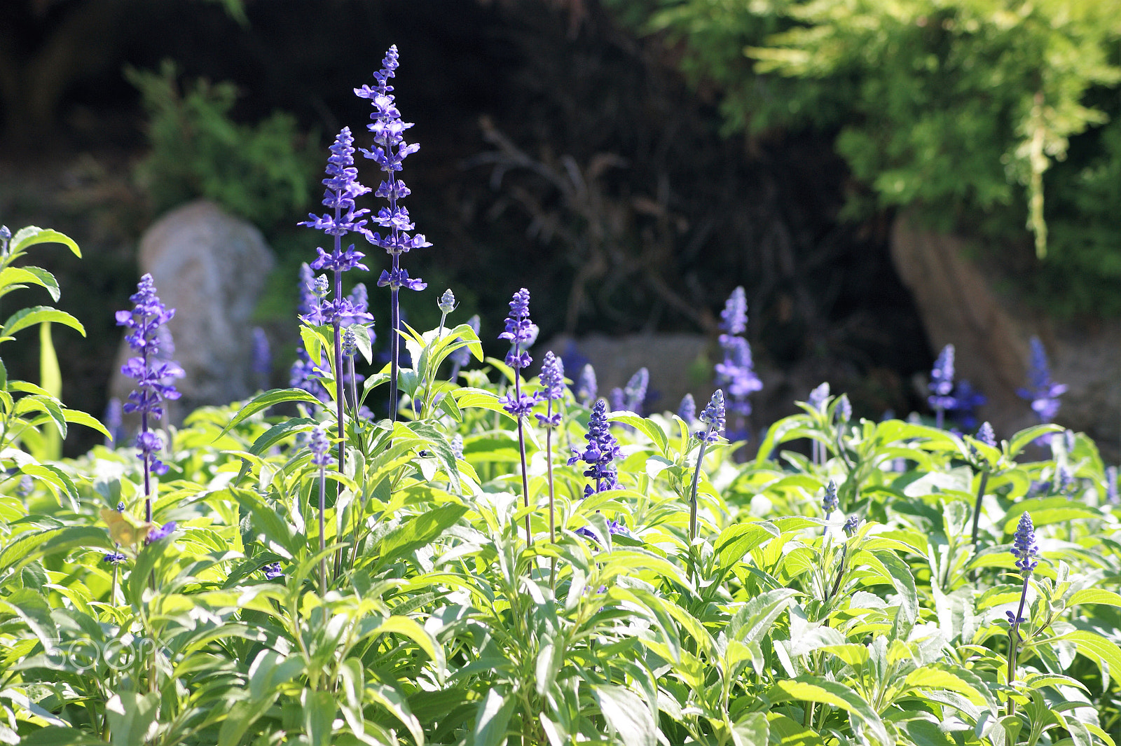 Sony Alpha DSLR-A390 + Sony DT 55-200mm F4-5.6 SAM sample photo. Flowers 14 photography