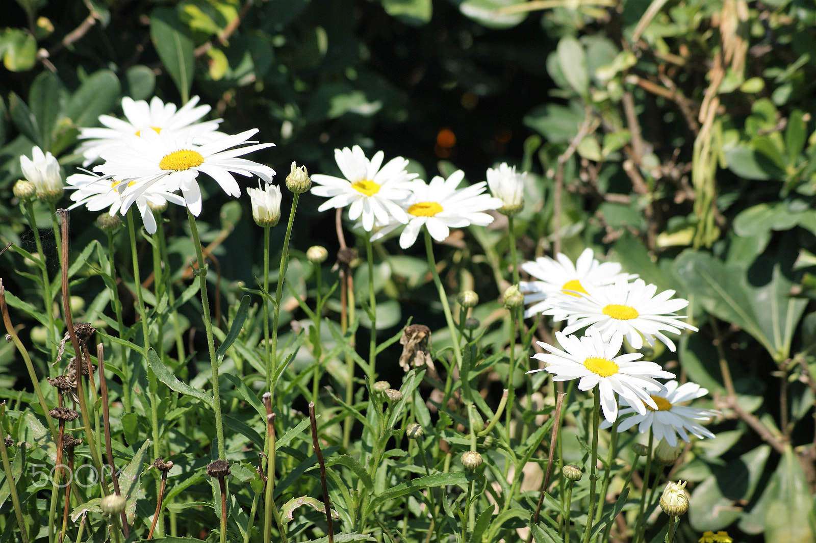 Sony Alpha DSLR-A390 + Sony DT 55-200mm F4-5.6 SAM sample photo. Flowers 17 photography