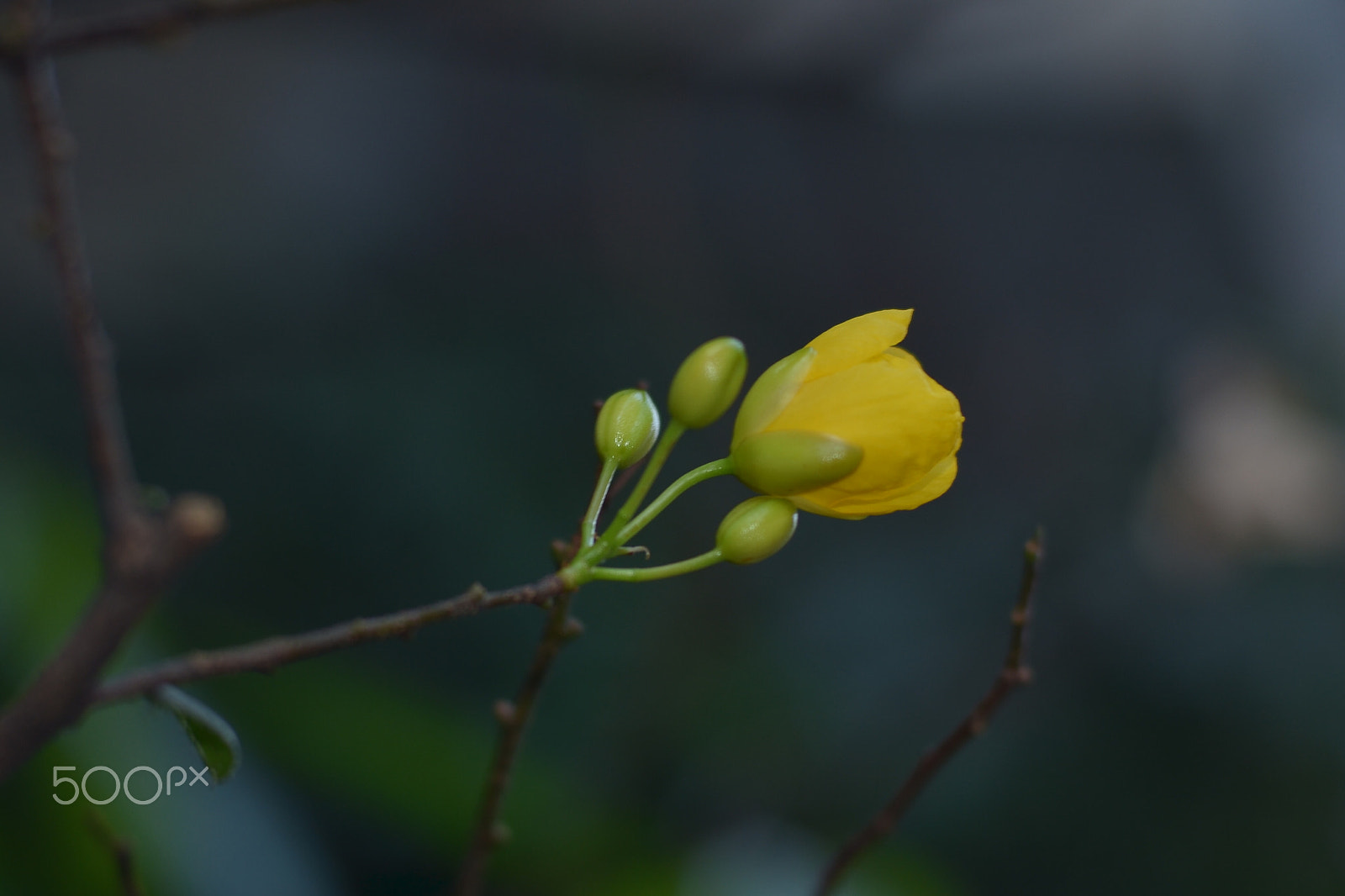 Nikon D7000 + Nikon AF Nikkor 50mm F1.4D sample photo. Nụ mai photography