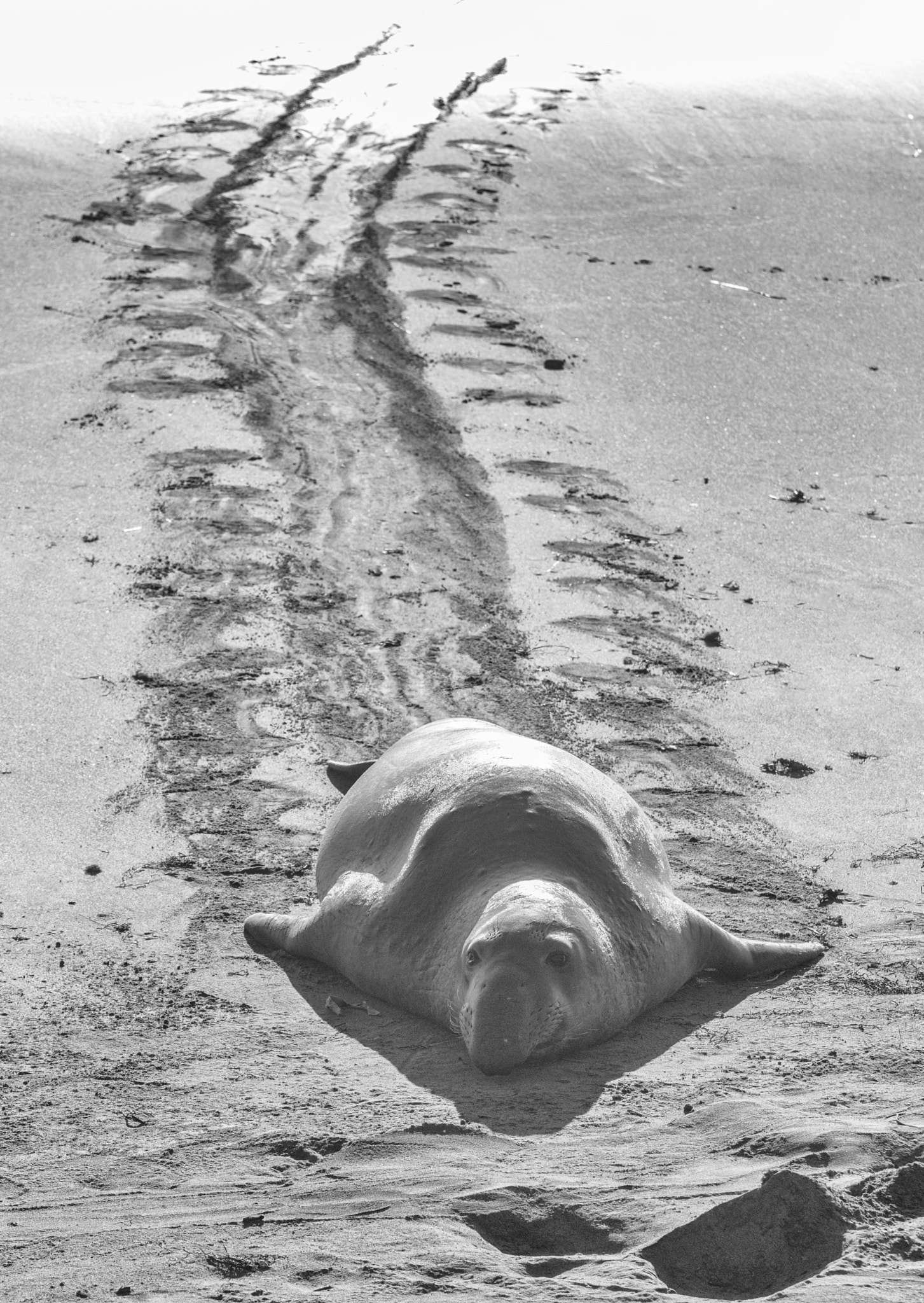 Canon EF 70-200mm F2.8L IS USM sample photo. Elephant seal photography