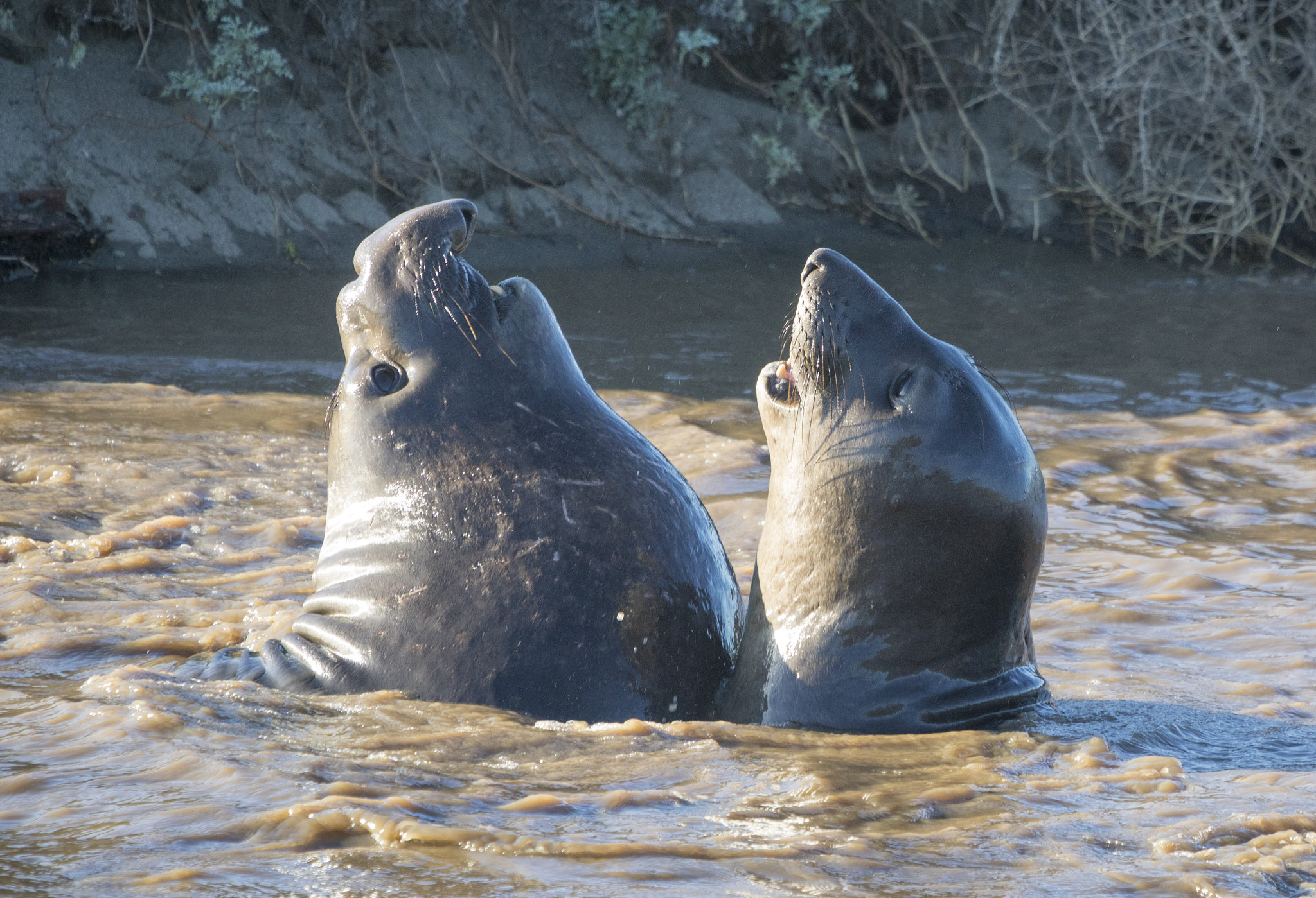 Canon EF 70-200mm F2.8L IS USM sample photo. Elephant seal chatter photography