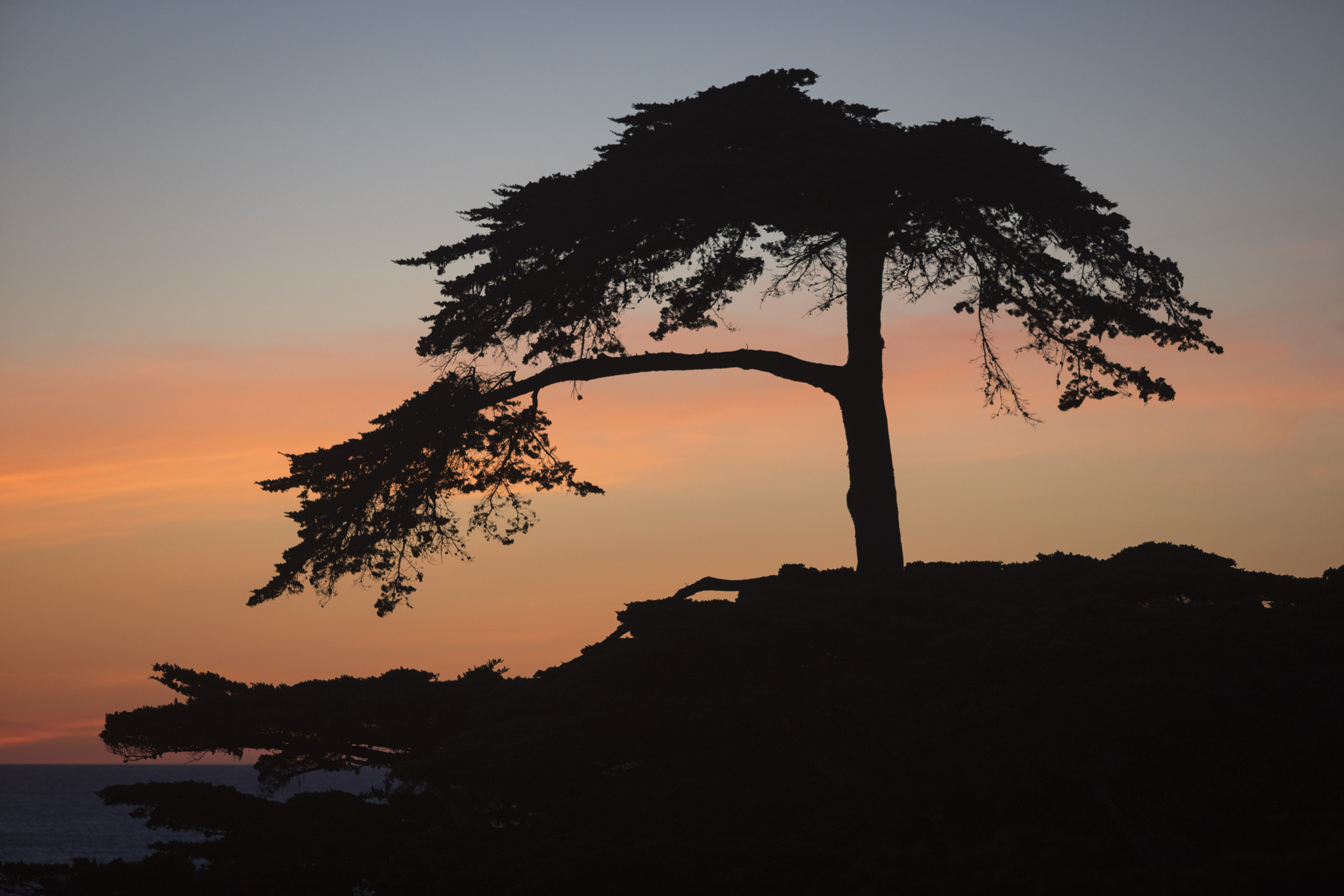 Canon EF 70-200mm F2.8L IS USM sample photo. Cypress tree photography