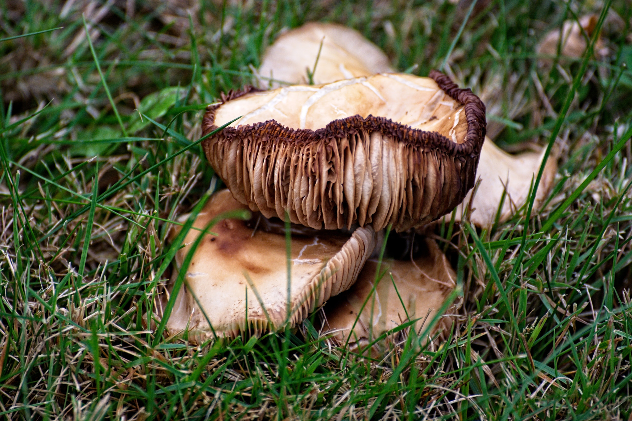Nikon D7100 sample photo. Mushroom masterpieces 1 photography