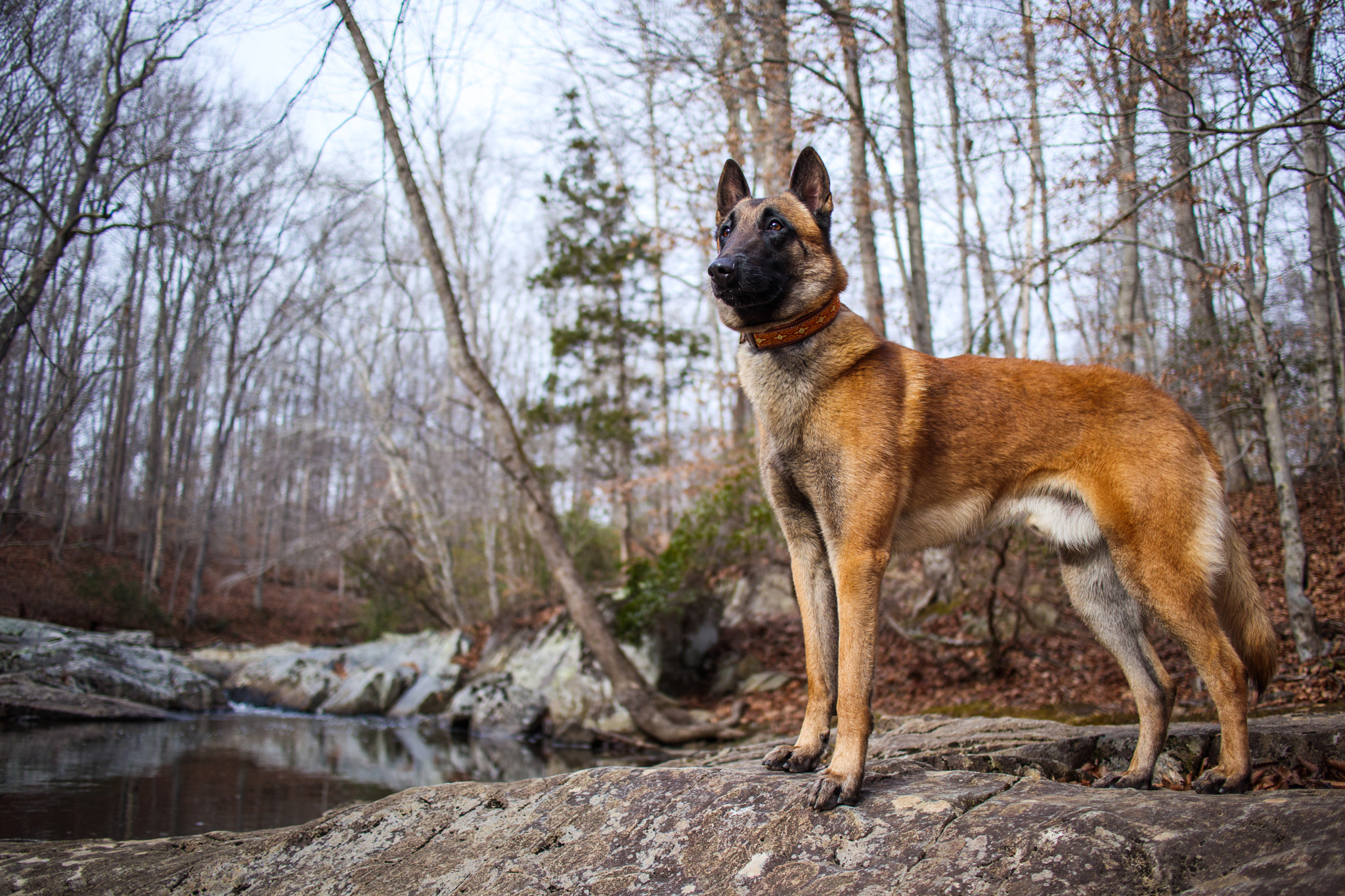 Canon EF-M 22mm F2 STM sample photo. Ryn at prince william forest park photography