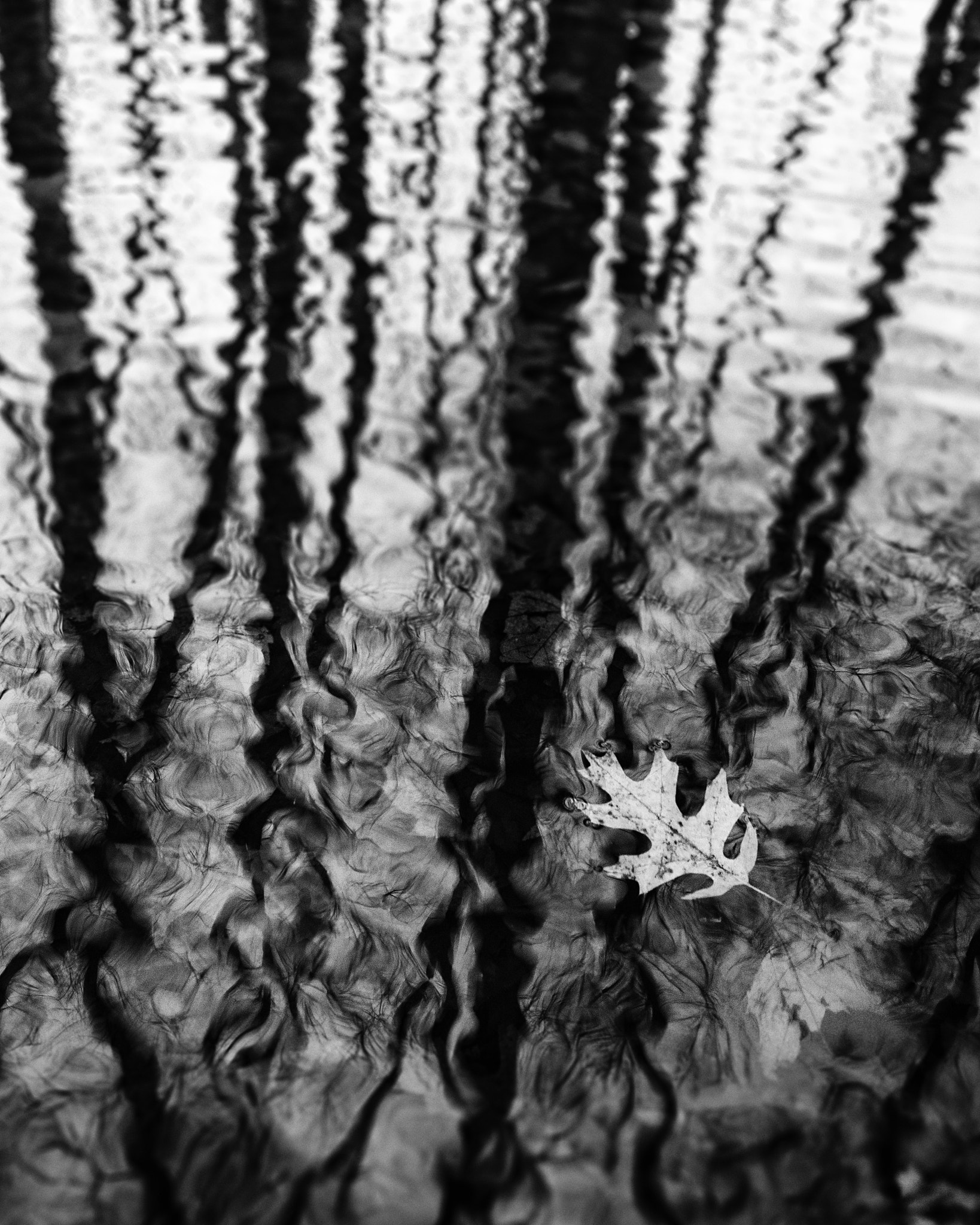Sigma 10-20mm F4-5.6 EX DC HSM sample photo. A leaf alone photography