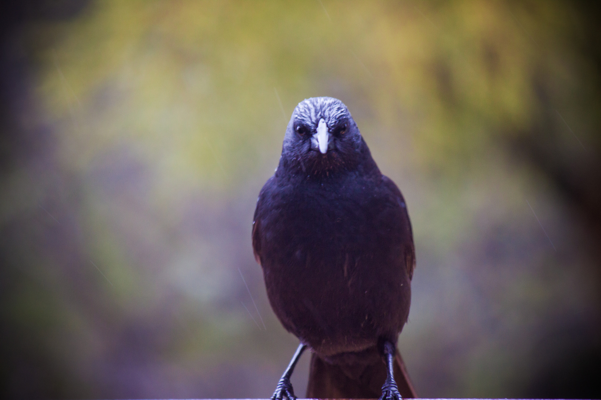 Canon EF-S 55-250mm F4-5.6 IS sample photo. Blackbird photography