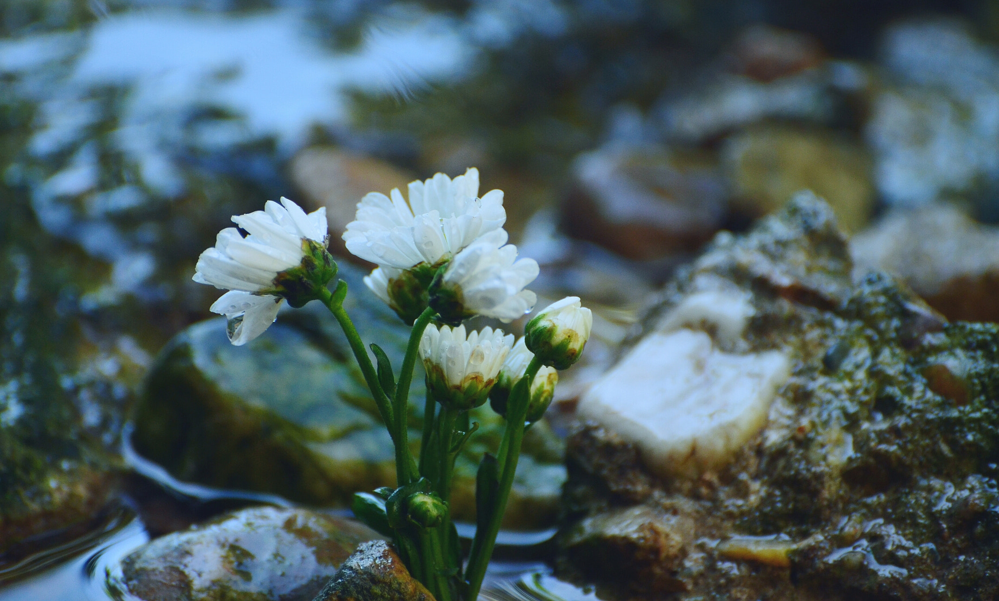 Nikon D5100 sample photo. Flowers (in the water) photography
