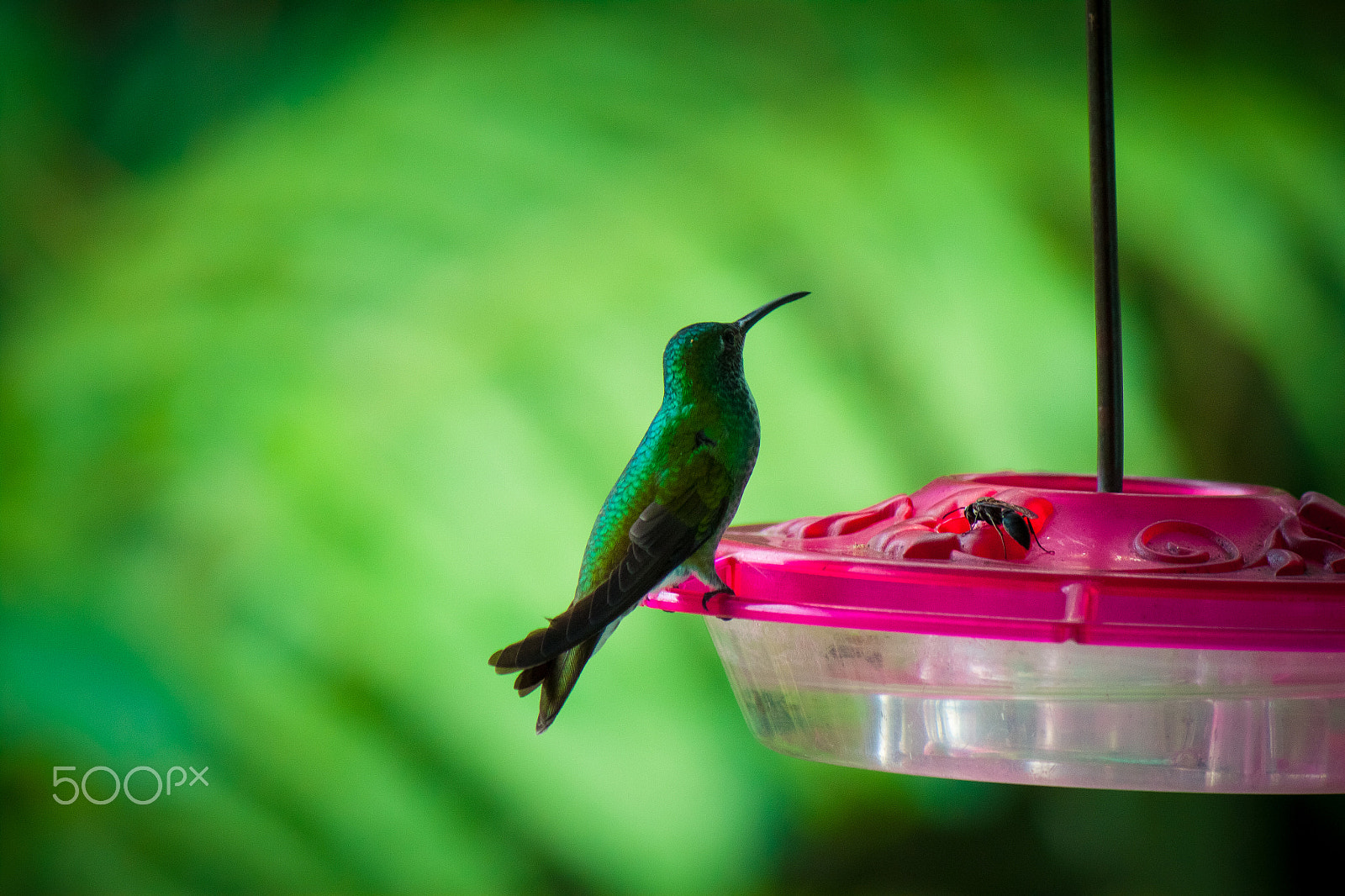 Canon EF-S 55-250mm F4-5.6 IS sample photo. Should i eat the bug ???? photography