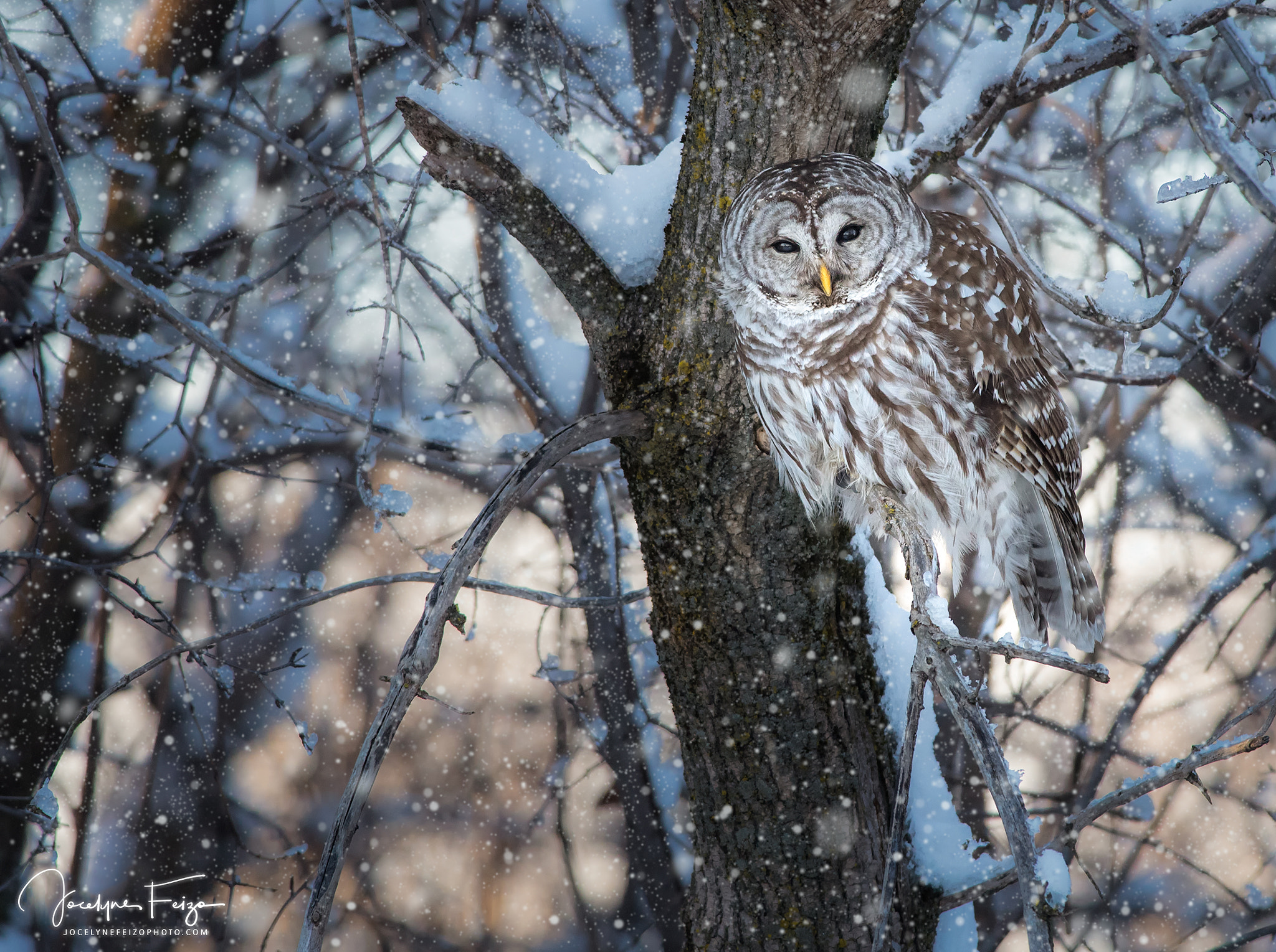 Nikon D750 + Nikon AF-S Nikkor 300mm F4D ED-IF sample photo. Barred owl photography