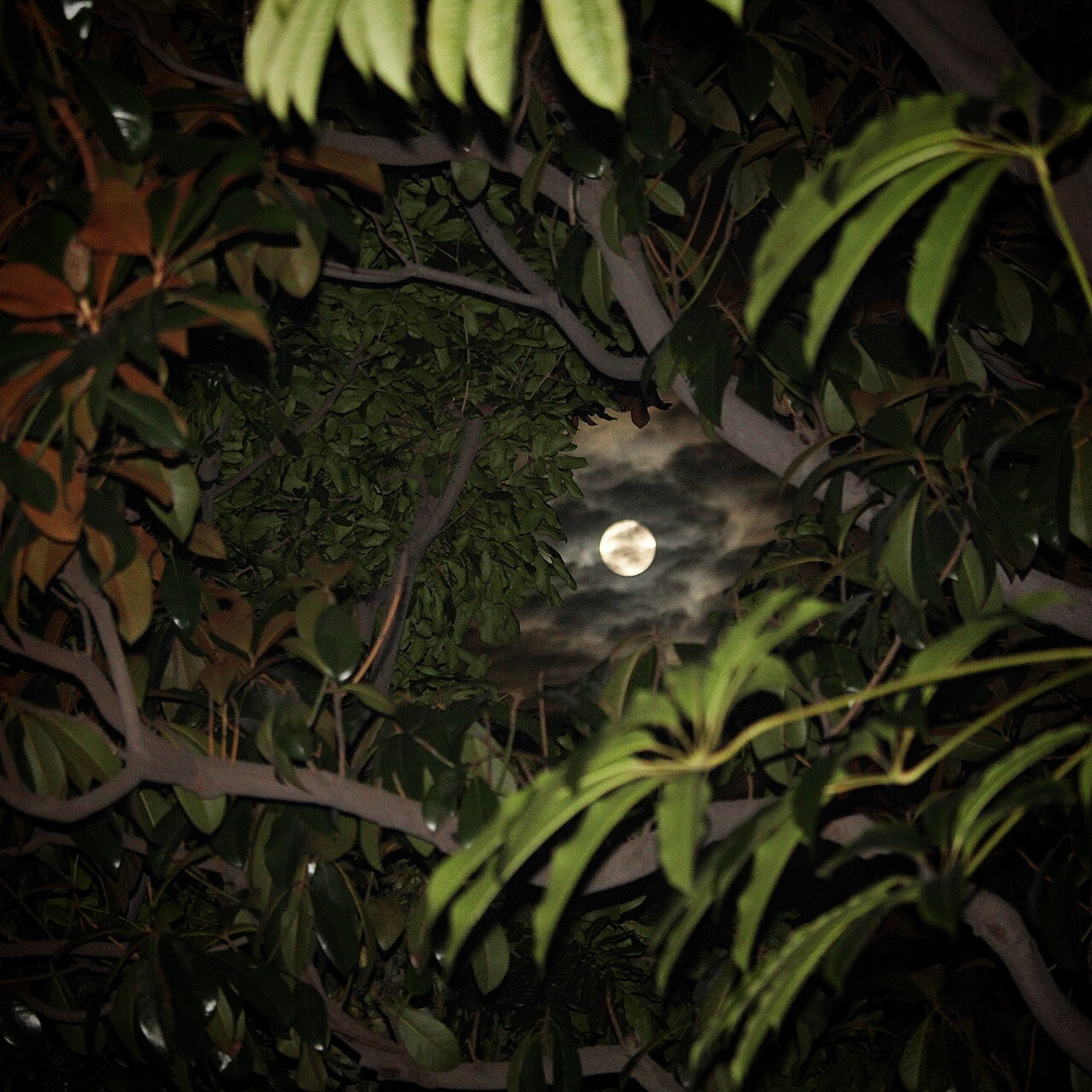 Canon EF-S 55-250mm F4-5.6 IS STM sample photo. Full moons photography