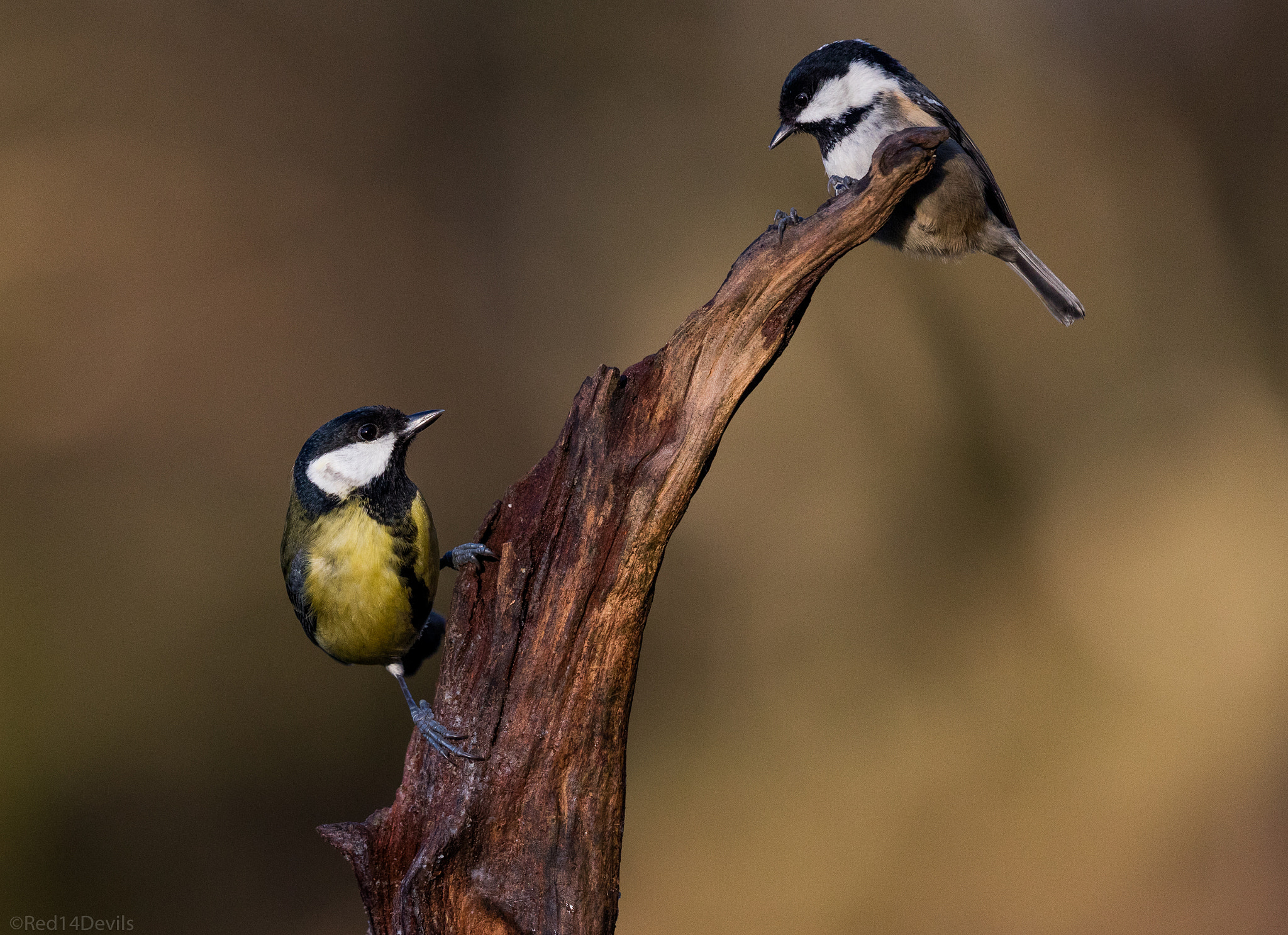 Canon EOS 5DS sample photo. Friends or enemies? photography