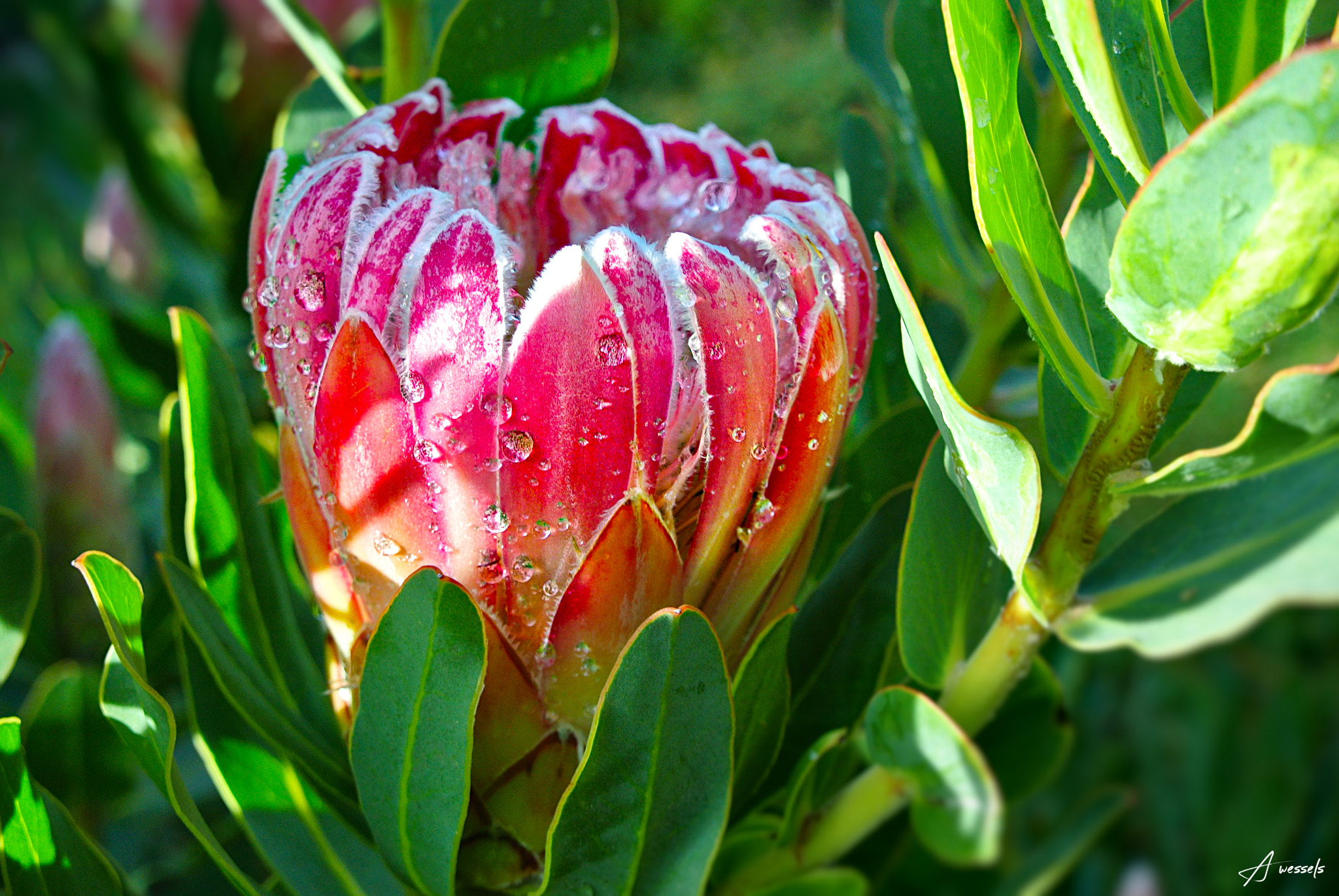 Nikon 1 J1 sample photo. Protea photography