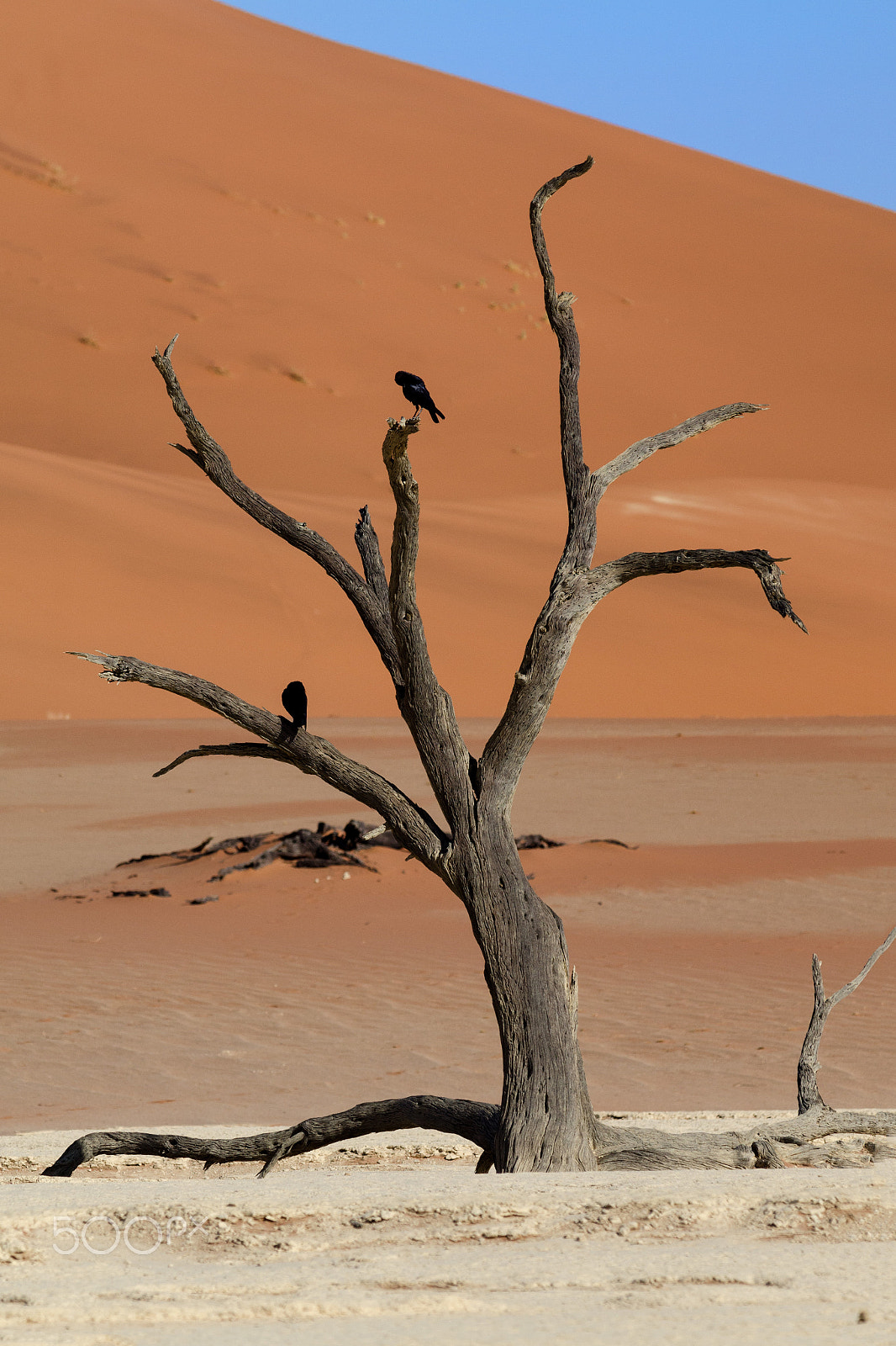 Nikon D7000 sample photo. Deadvlei, namibia photography