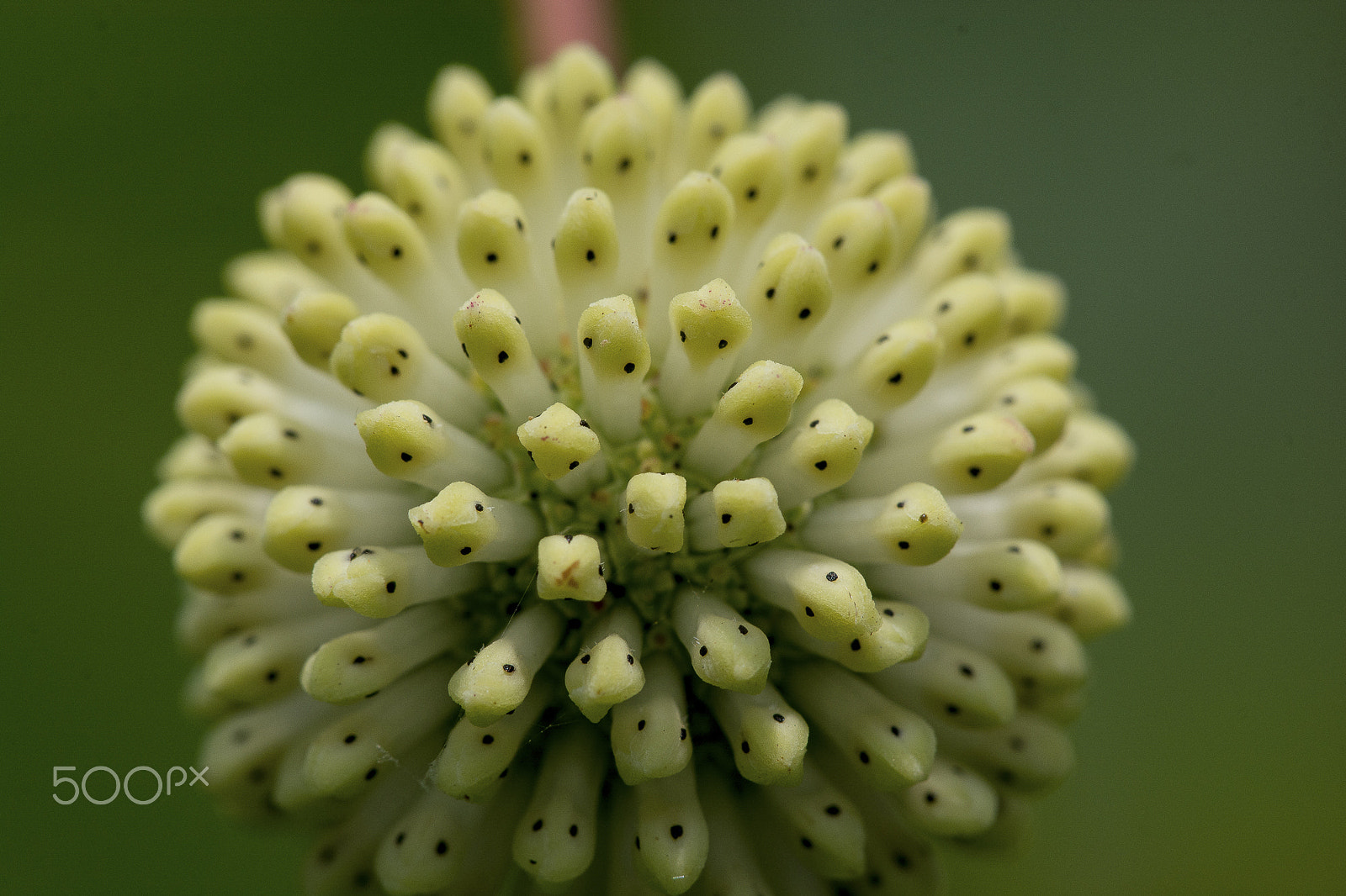 Sigma 150mm F2.8 EX DG Macro HSM sample photo. Cephalanthus occidentalis photography