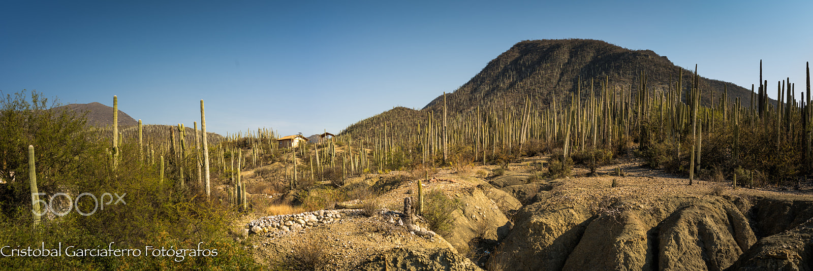 Pentax 645Z sample photo. Cactus land in panoramic view photography