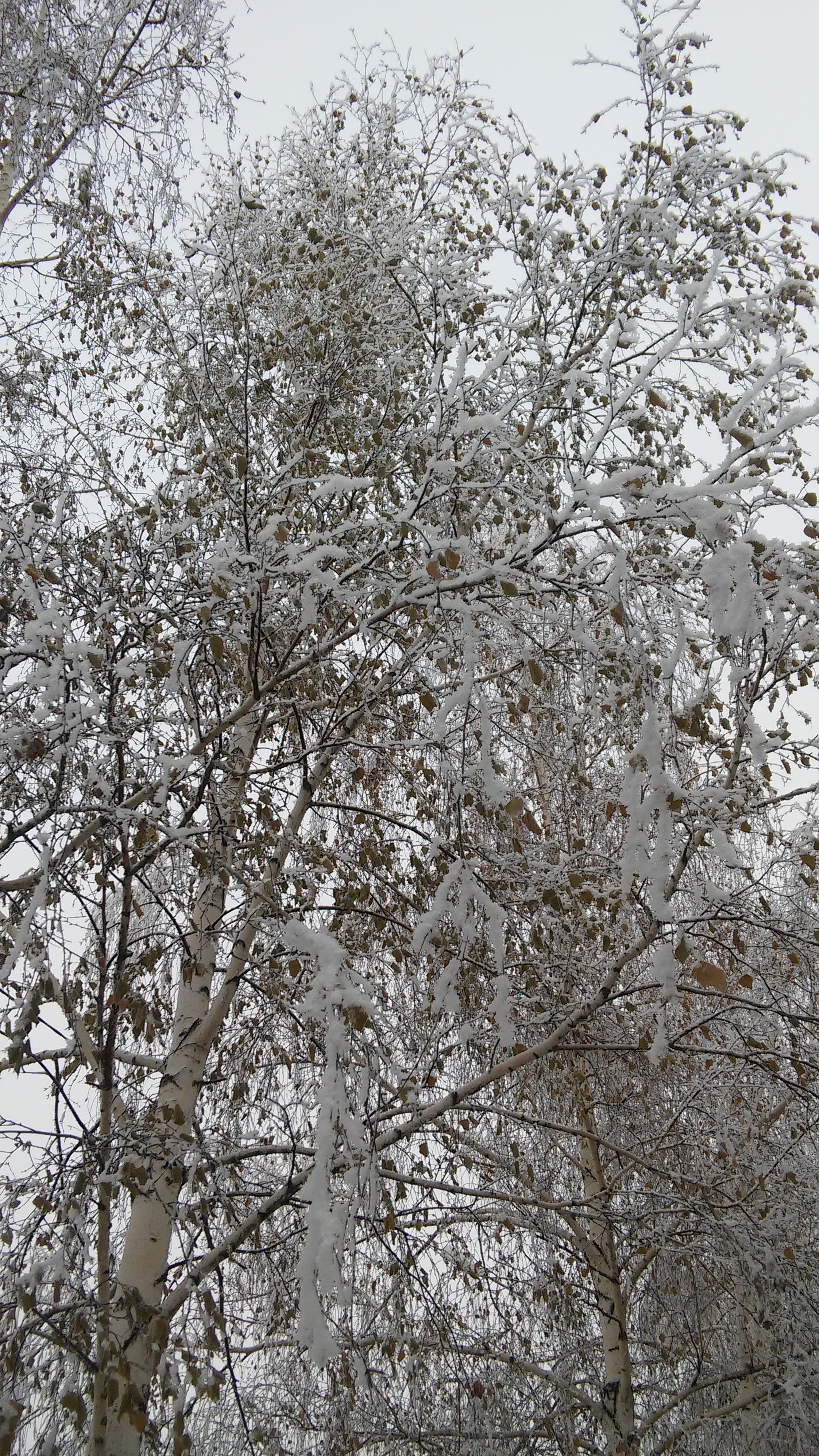 LG G3 S sample photo. Tree in snow photography