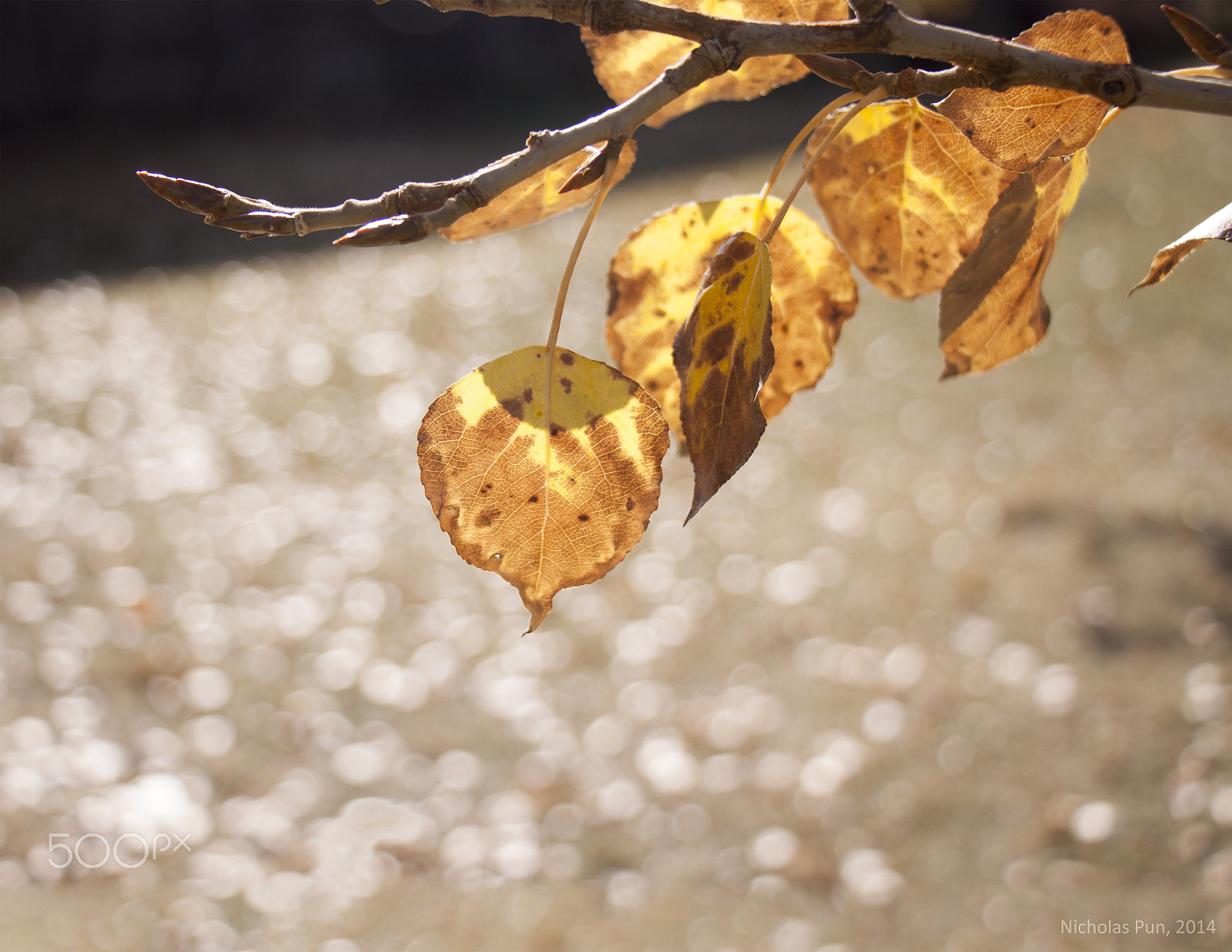 Canon EOS 50D sample photo. Enjoying the sun photography