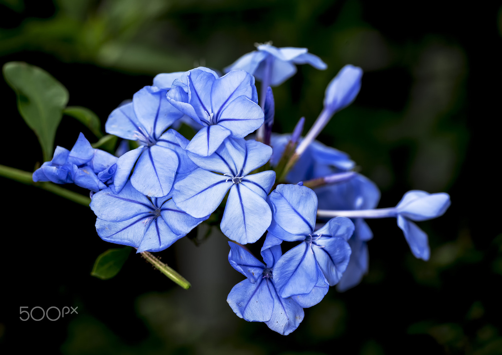 Sony a7R + Sony FE 90mm F2.8 Macro G OSS sample photo. Blooming blue flower photography