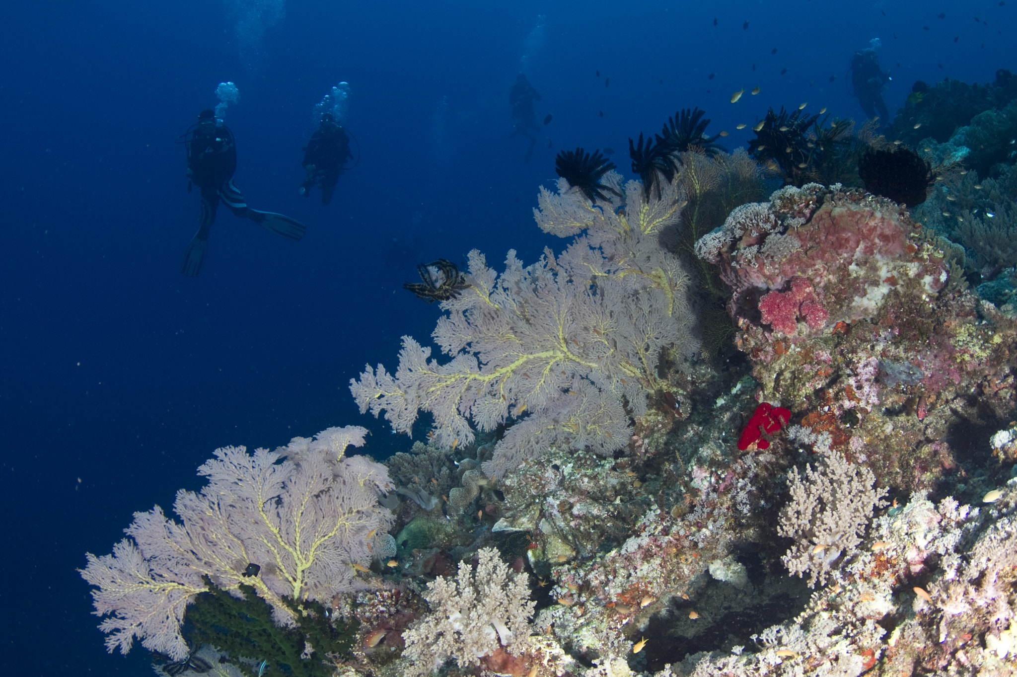 Tokina AT-X 10-17mm F3.5-4.5 DX Fisheye sample photo. Reef sea fan and divers photography