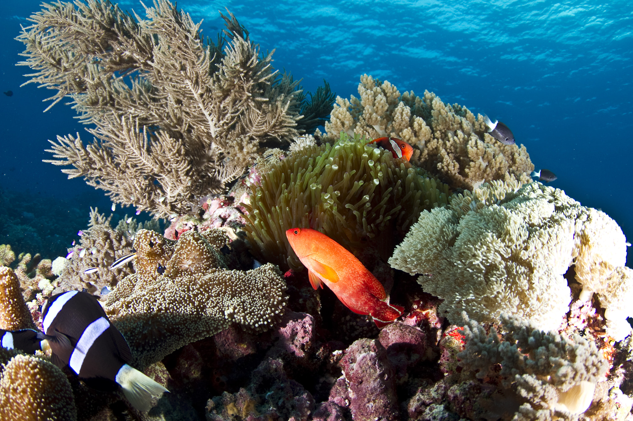 Canon EOS 7D + Tokina AT-X 10-17mm F3.5-4.5 DX Fisheye sample photo. Layang anemonefish and coral grouper photography