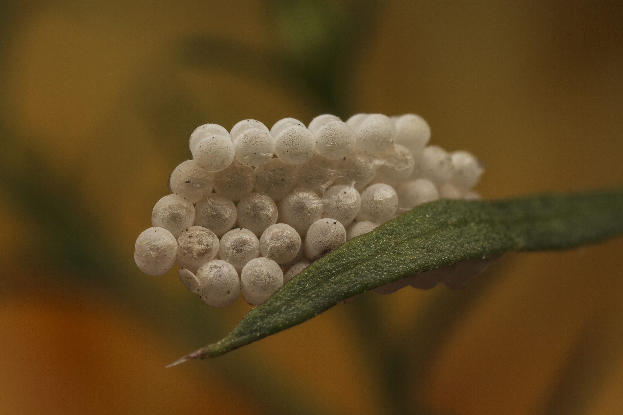 Canon EOS 5D Mark II + Canon MP-E 65mm F2.5 1-5x Macro Photo sample photo. Shield bug eggs photography