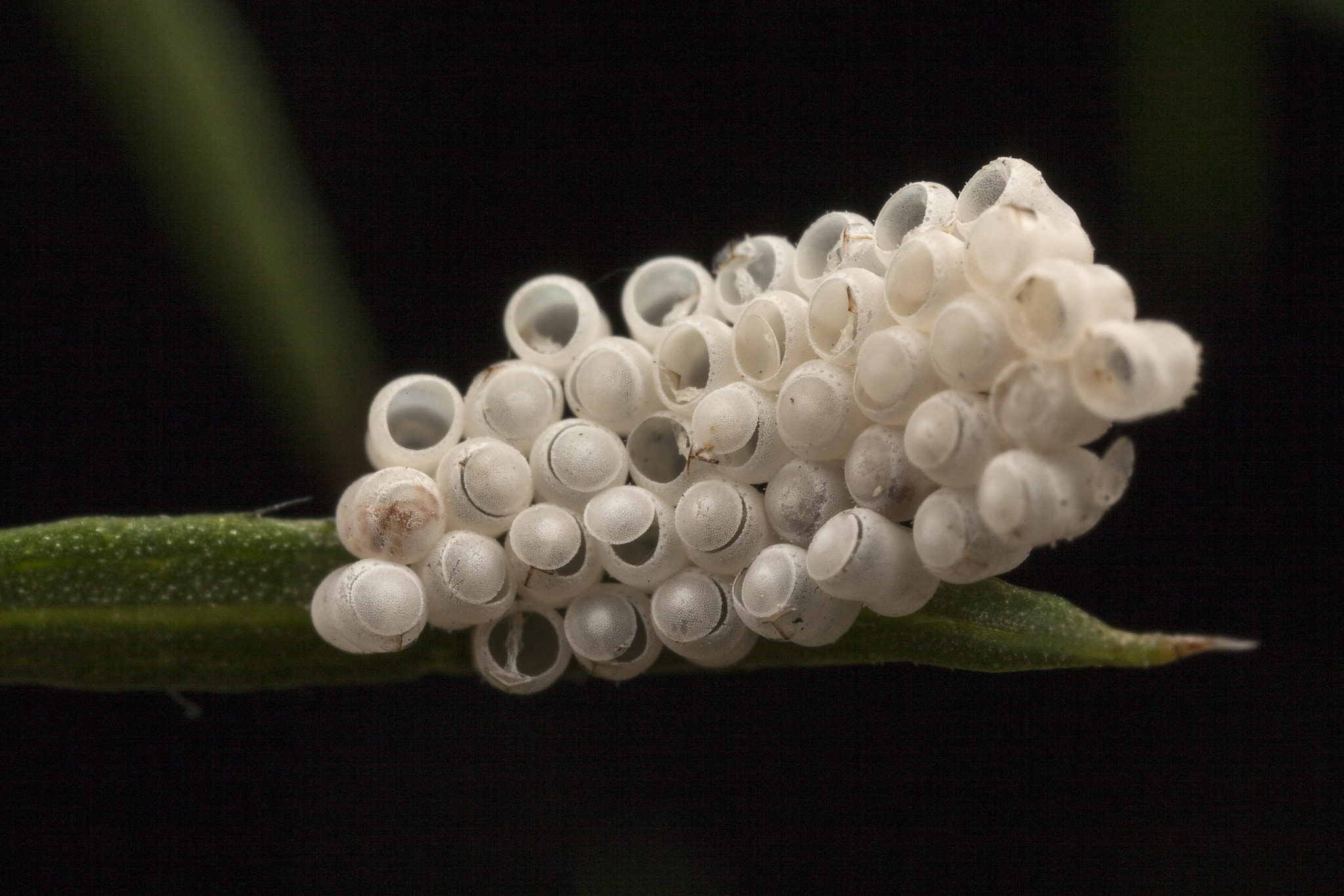 Canon EOS 5D Mark II sample photo. Shield bug eggs photography