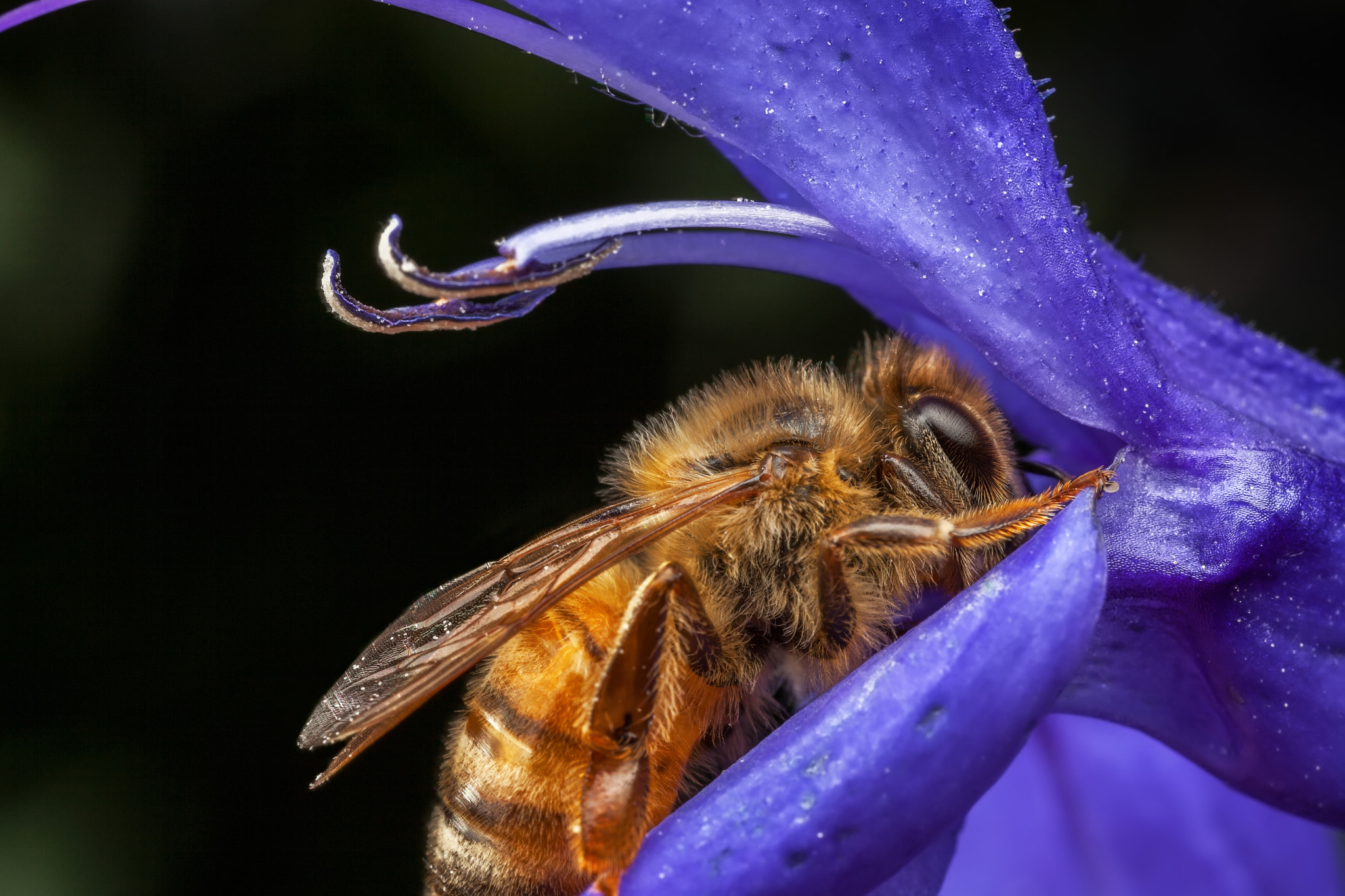 Canon EOS 5D Mark II + Canon MP-E 65mm F2.5 1-5x Macro Photo sample photo. Honeybee photography