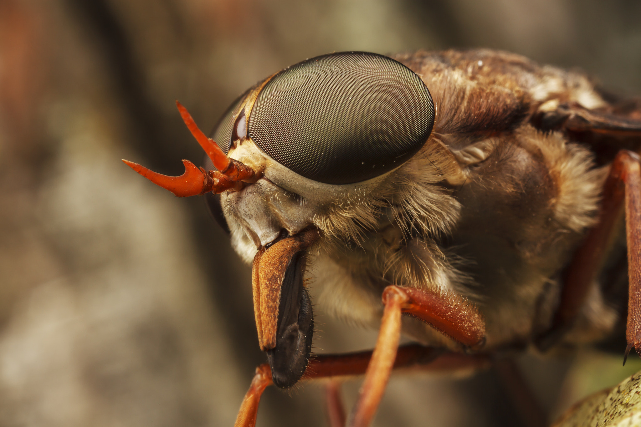 Canon MP-E 65mm F2.5 1-5x Macro Photo sample photo. Horsefly.  this horsefly had an injured wing and was most likely at the end of its lifespan. i... photography