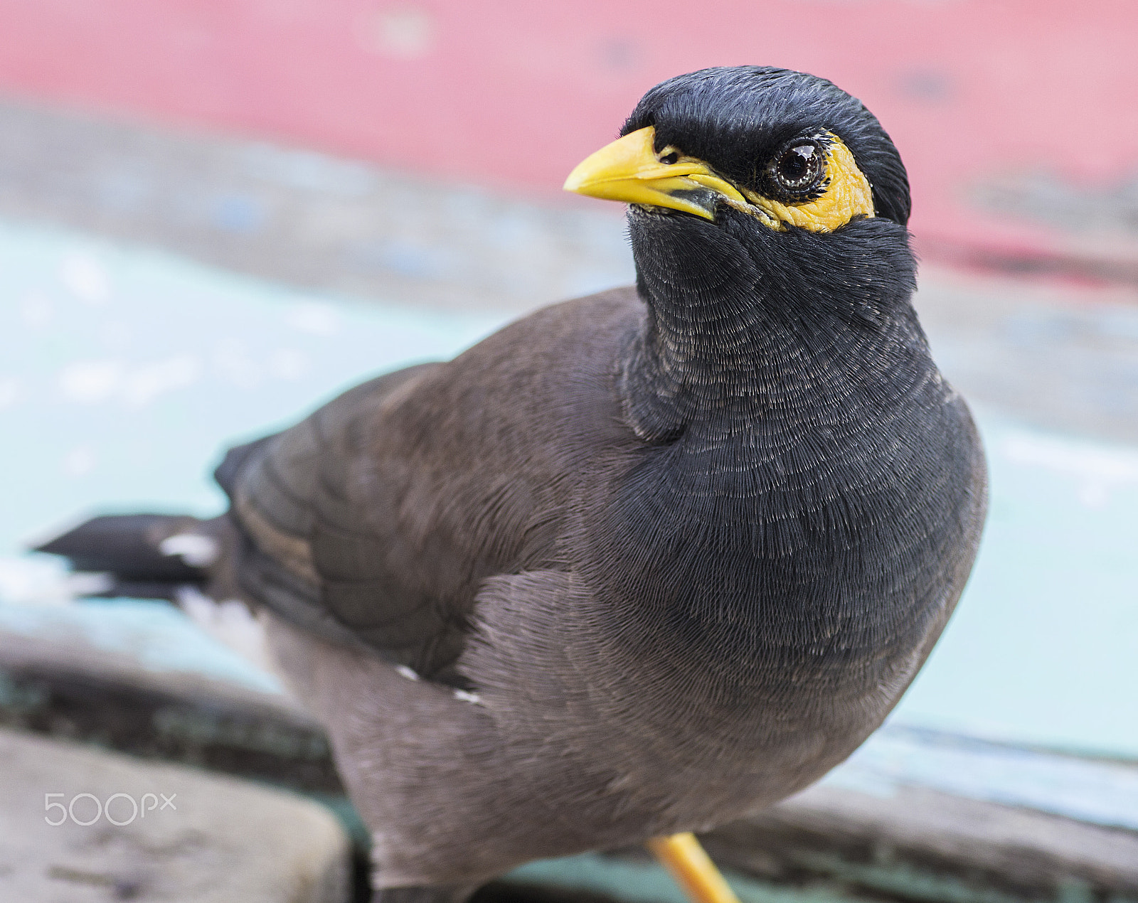 Canon EOS 60D + Tamron SP AF 90mm F2.8 Di Macro sample photo. Common myna photography