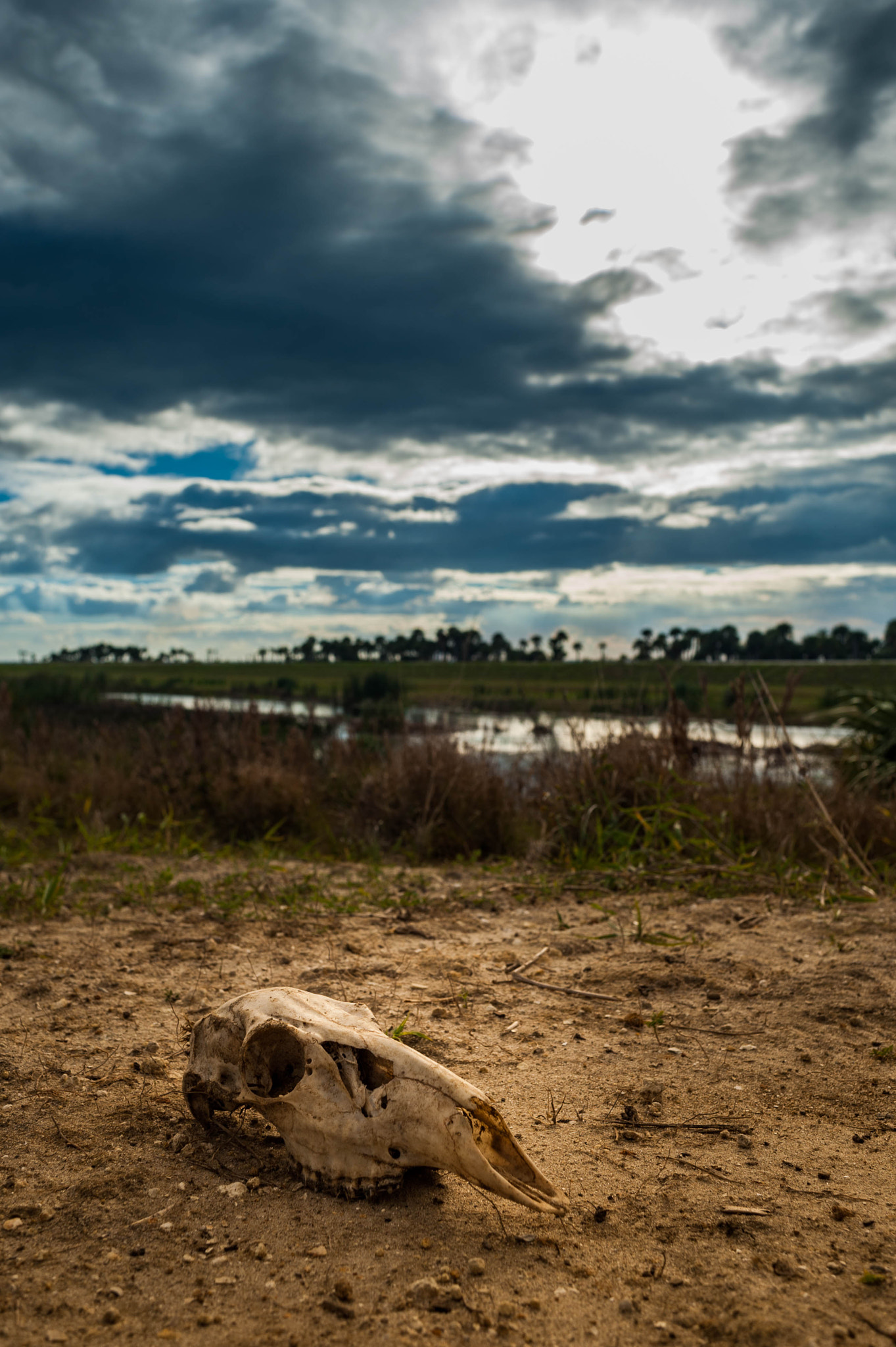 Nikon D700 + AF Nikkor 28mm f/2.8 sample photo. The skull photography