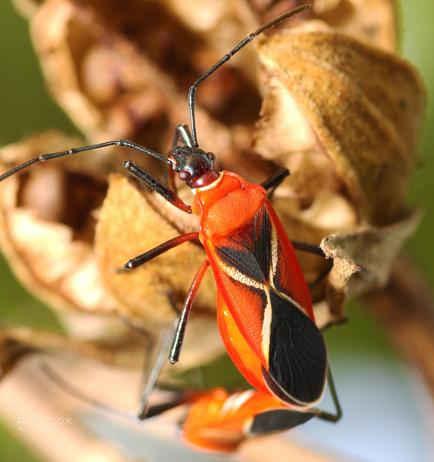 Canon EOS 60D + Tamron SP AF 90mm F2.8 Di Macro sample photo. Cotton stainer bug photography