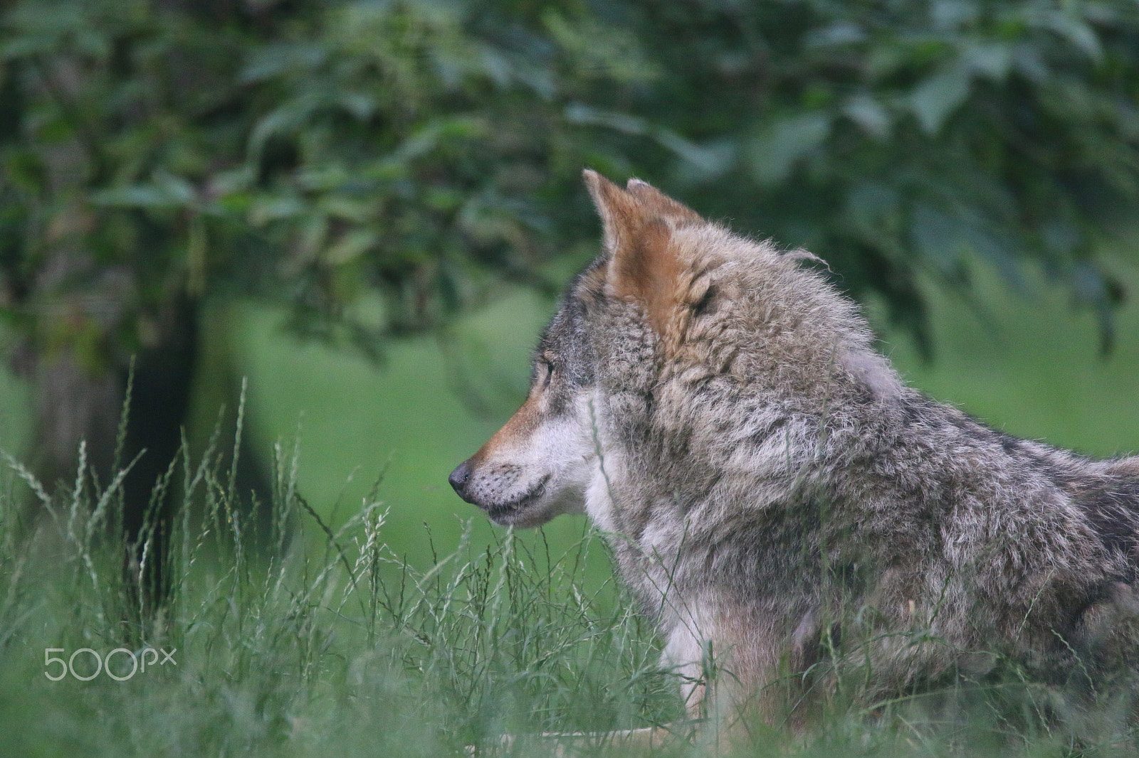 Sigma 150-600mm F5-6.3 DG OS HSM | C sample photo. The observer photography