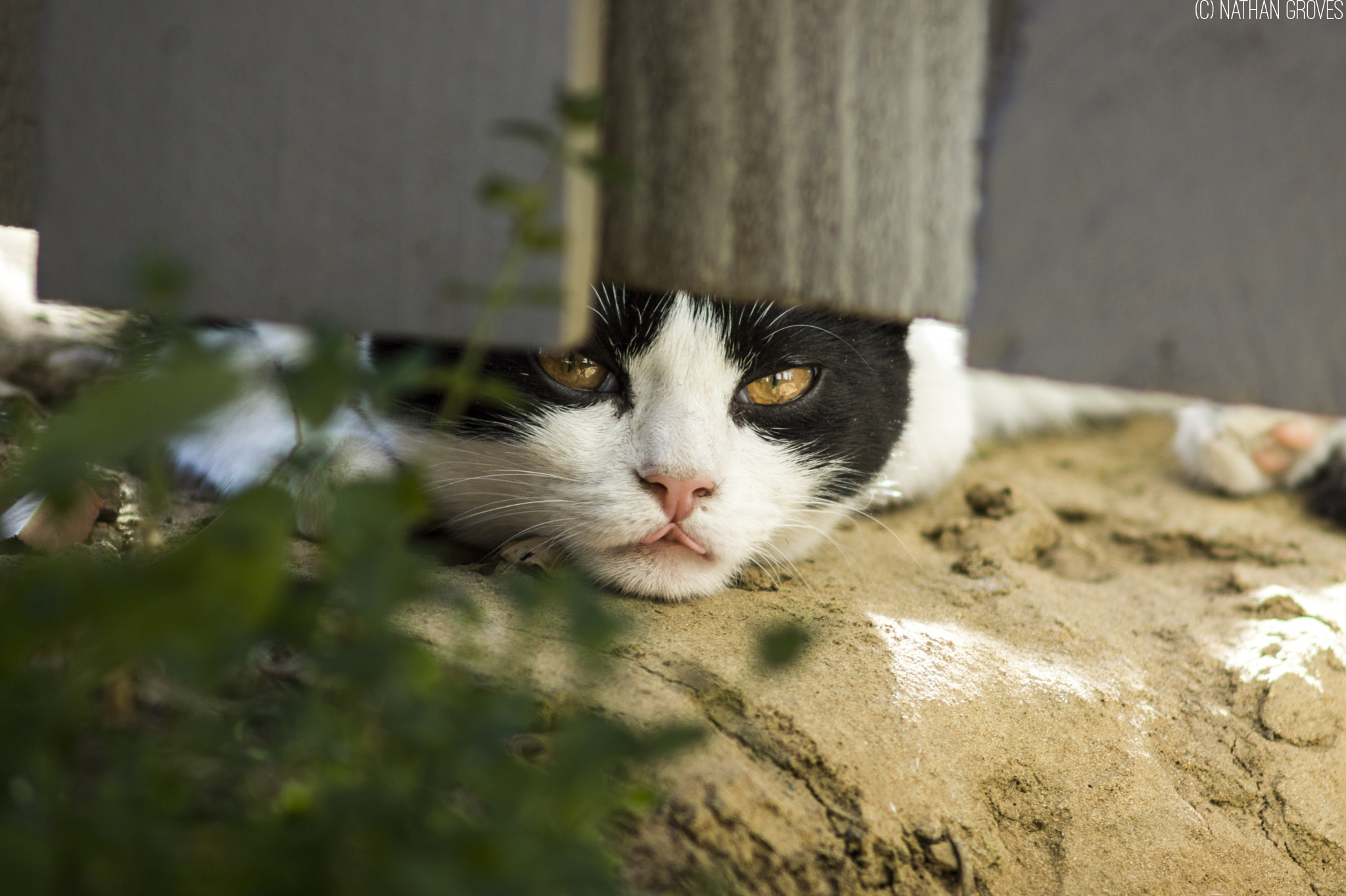 Sony 75-300mm F4.5-5.6 sample photo. Tom cat photography