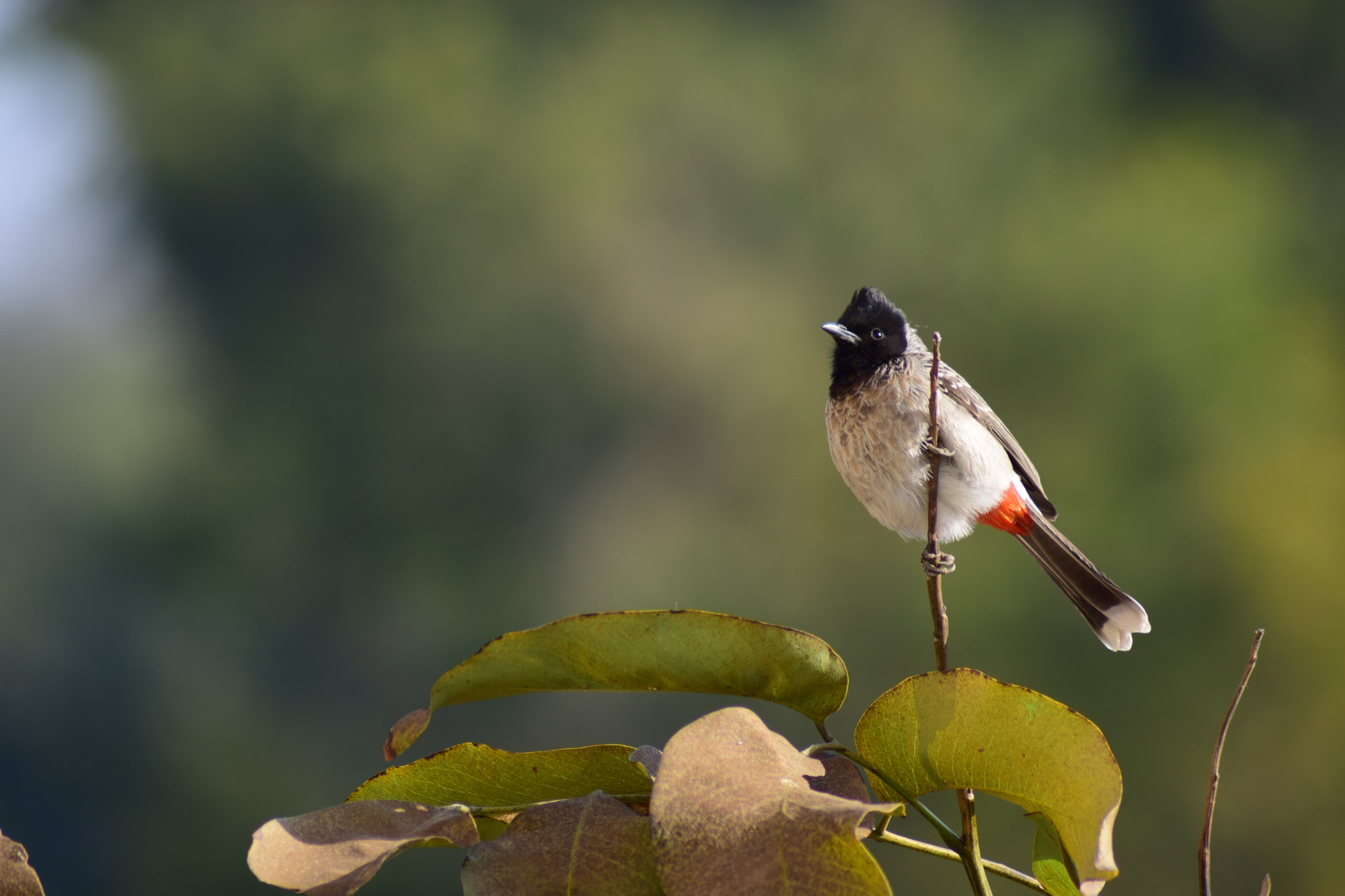 Nikon AF Nikkor 70-300mm F4-5.6G sample photo. Sooty-headed bulbul photography