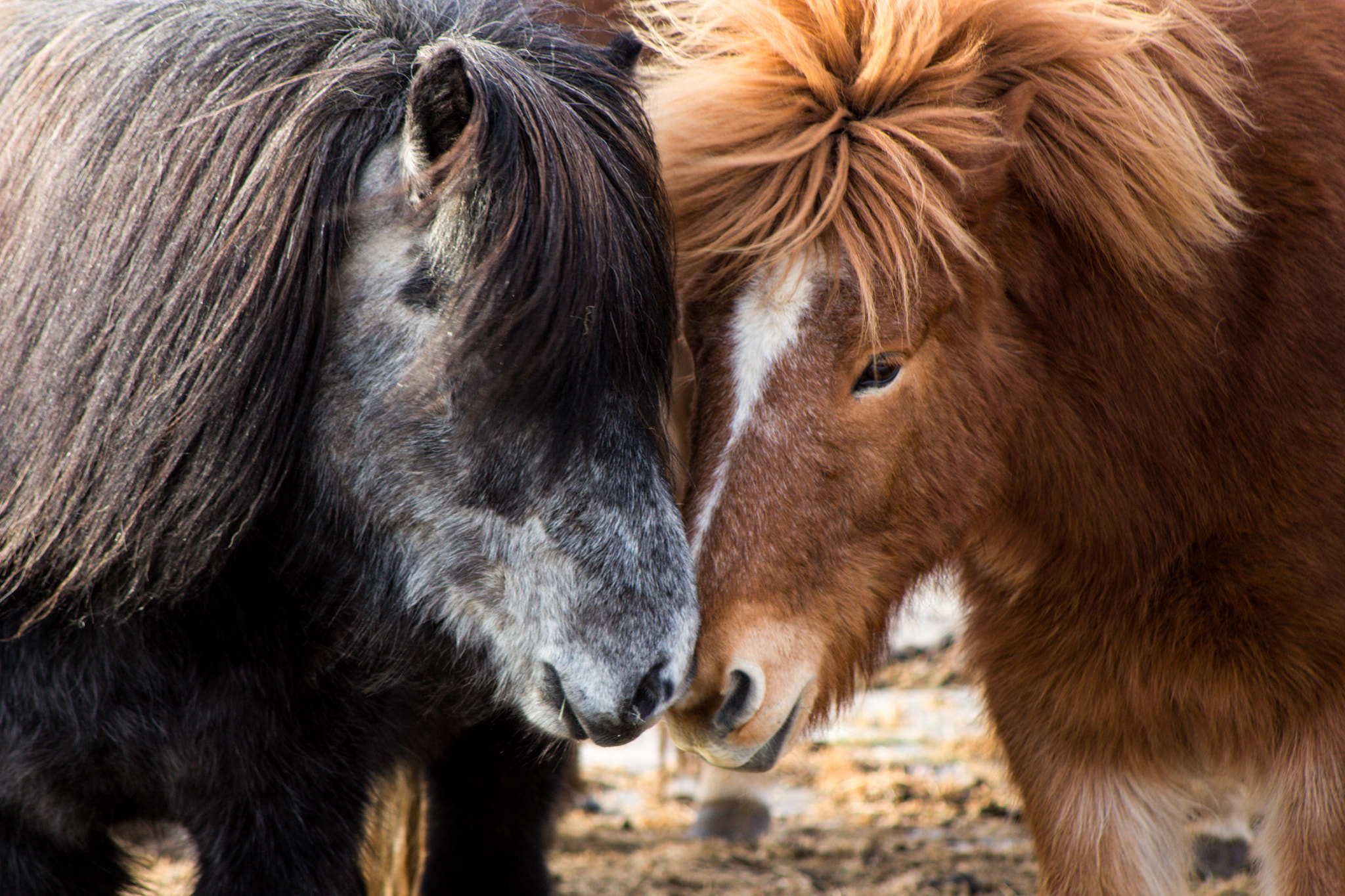 Canon EOS 650D (EOS Rebel T4i / EOS Kiss X6i) + EF75-300mm f/4-5.6 sample photo. Horse kisses photography