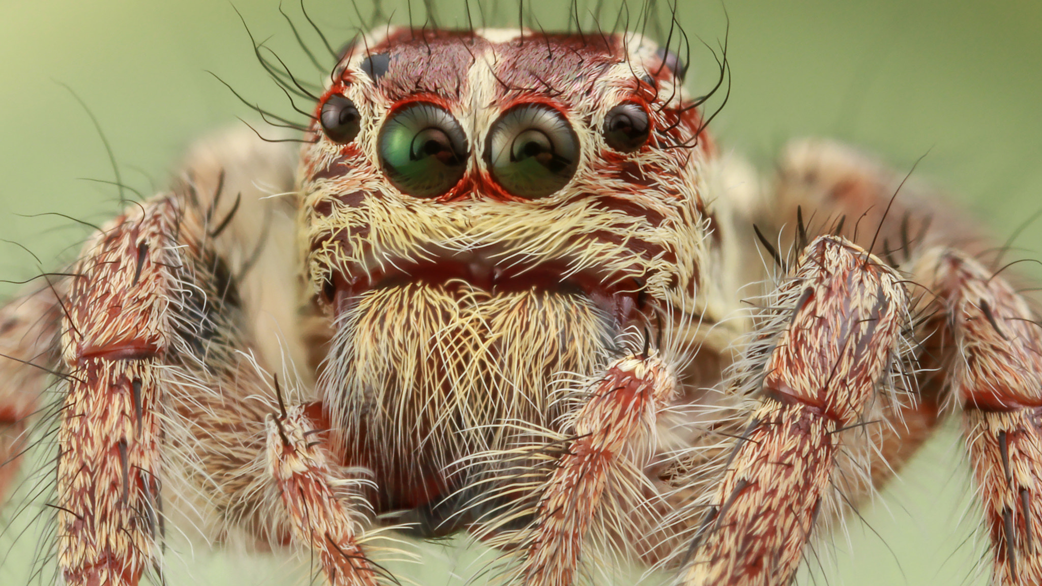 Canon EOS 7D + Canon MP-E 65mm F2.5 1-5x Macro Photo sample photo. Jumping spider photography