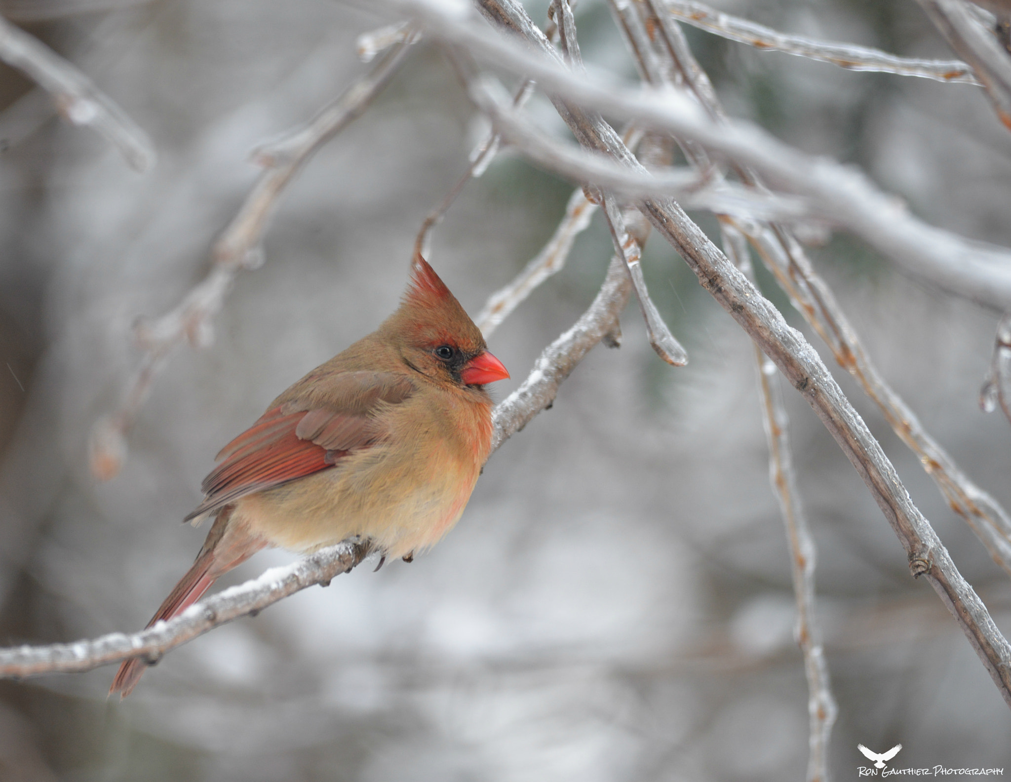 Nikon D610 + Sigma 150-500mm F5-6.3 DG OS HSM sample photo. Baby it's cold outside ! photography