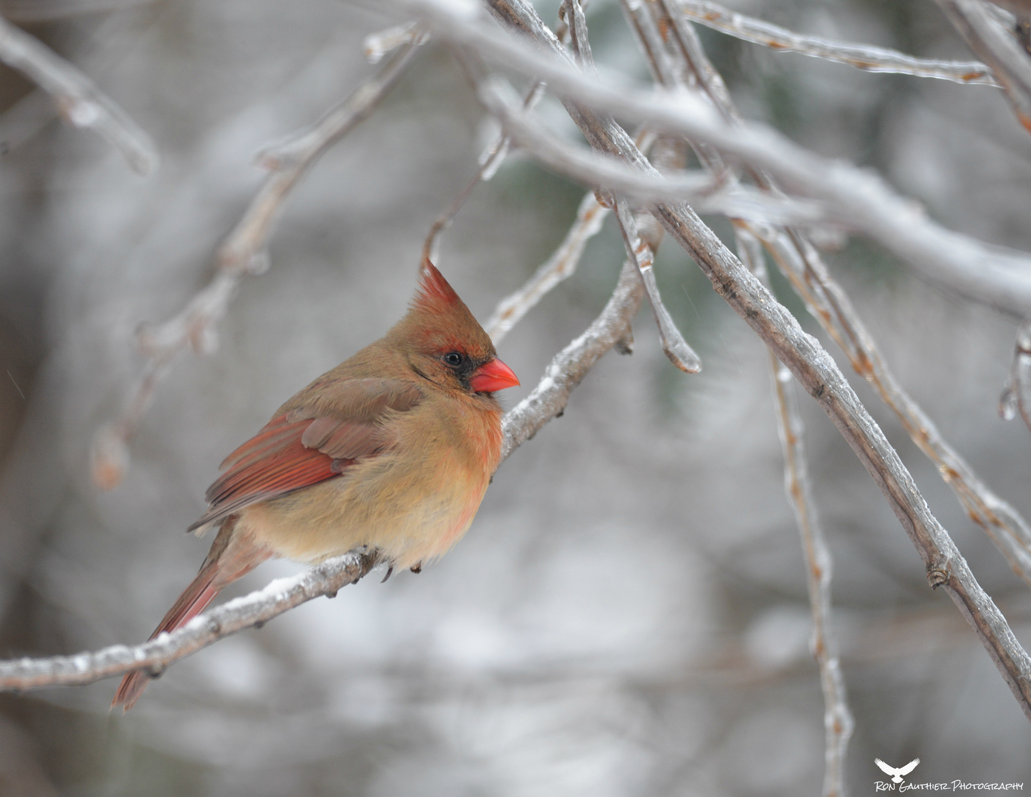 Sigma 150-500mm F5-6.3 DG OS HSM sample photo. Baby it's cold outside ! photography
