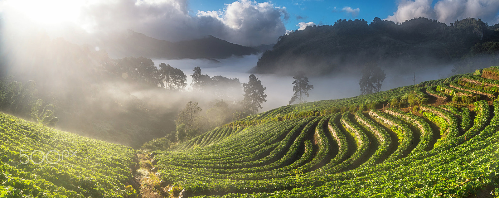 Sigma 17-70mm F2.8-4 DC Macro HSM | C sample photo. Panorama of strawberry field with forest, mountain and fog when photography