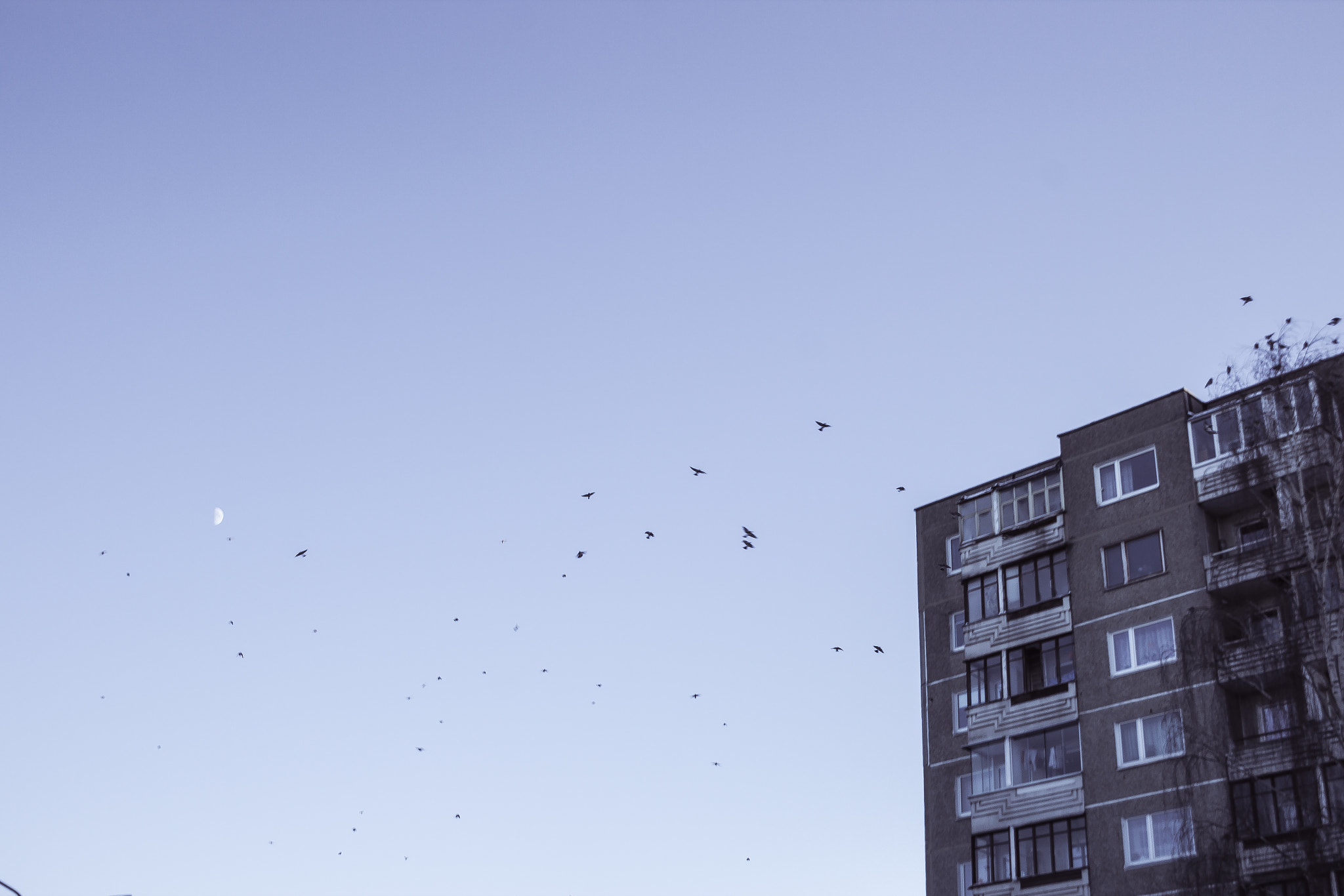 Canon EF-S 18-55mm F3.5-5.6 II sample photo. Birds, moon and a building  photography