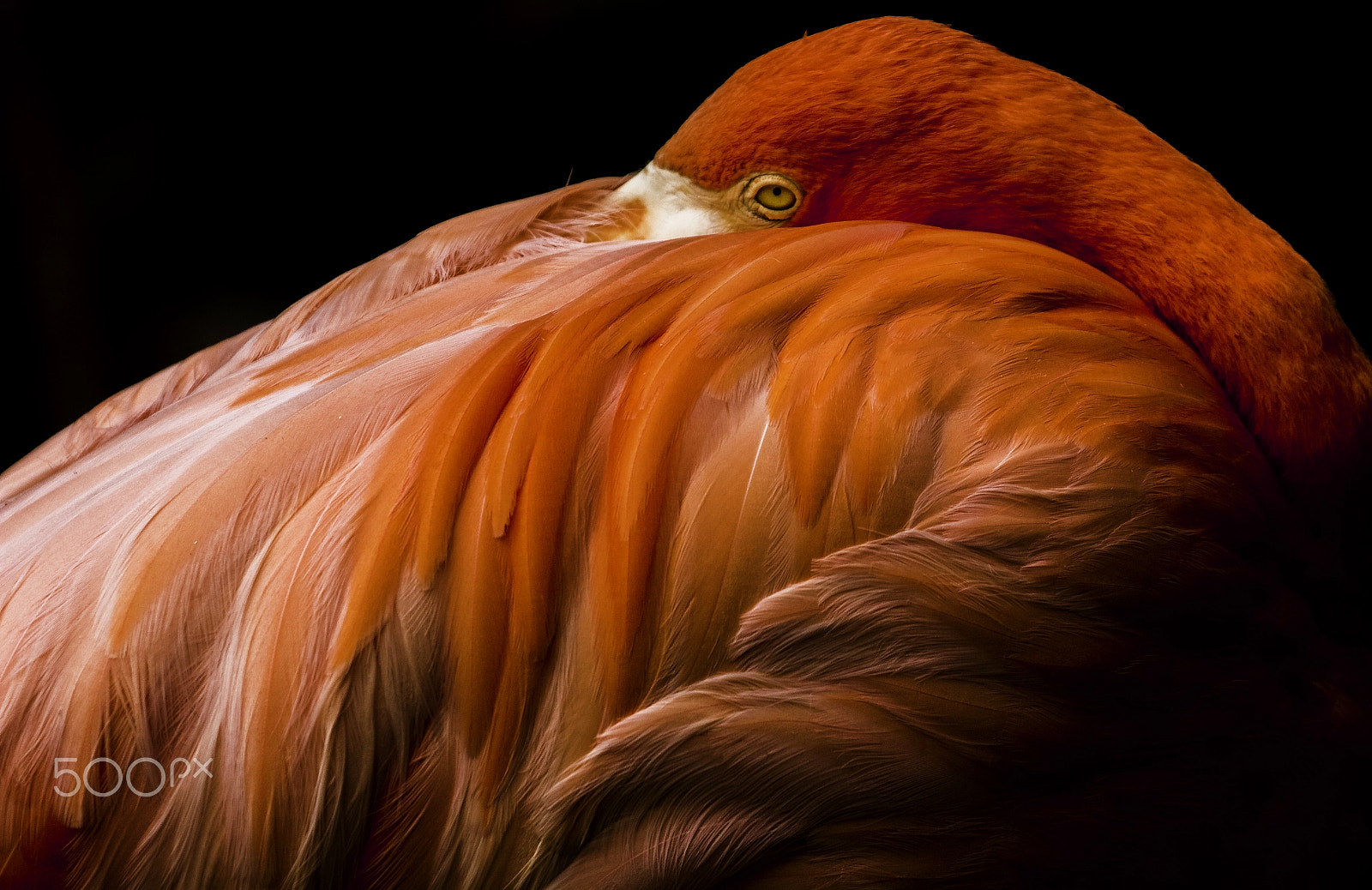 Canon EOS 60D + Canon EF 100-400mm F4.5-5.6L IS II USM sample photo. Story of fred the flamingo photography