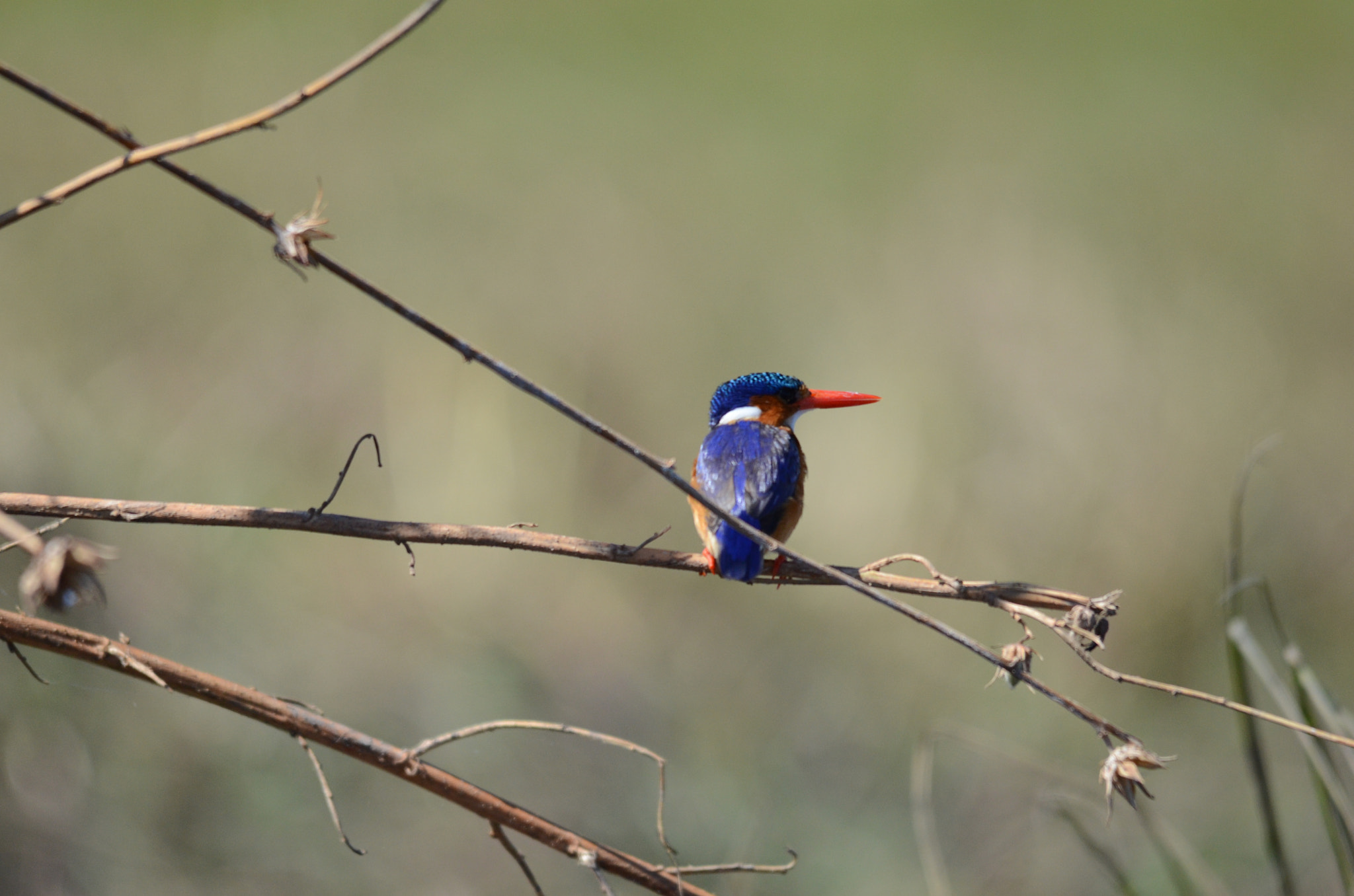 Sigma 150-500mm F5-6.3 DG OS HSM sample photo