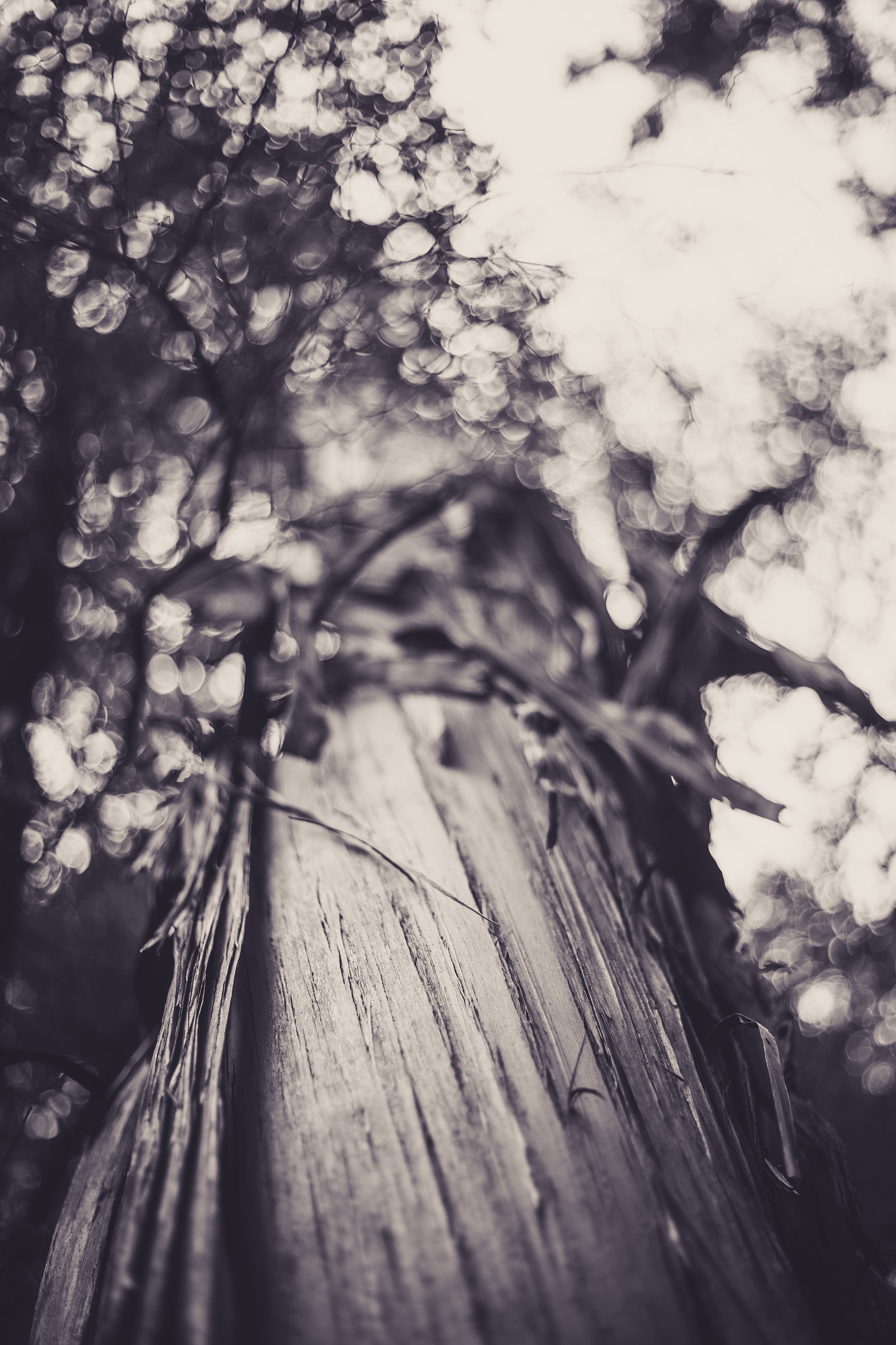 Canon EOS 6D sample photo. Bokeh tree photography
