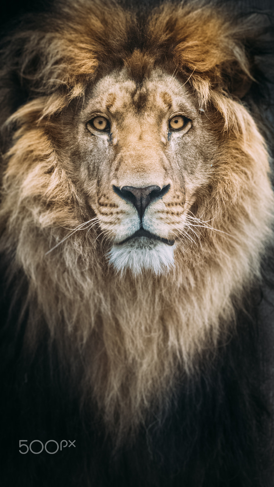 Nikon D810 sample photo. Portrait of a beautiful lion photography