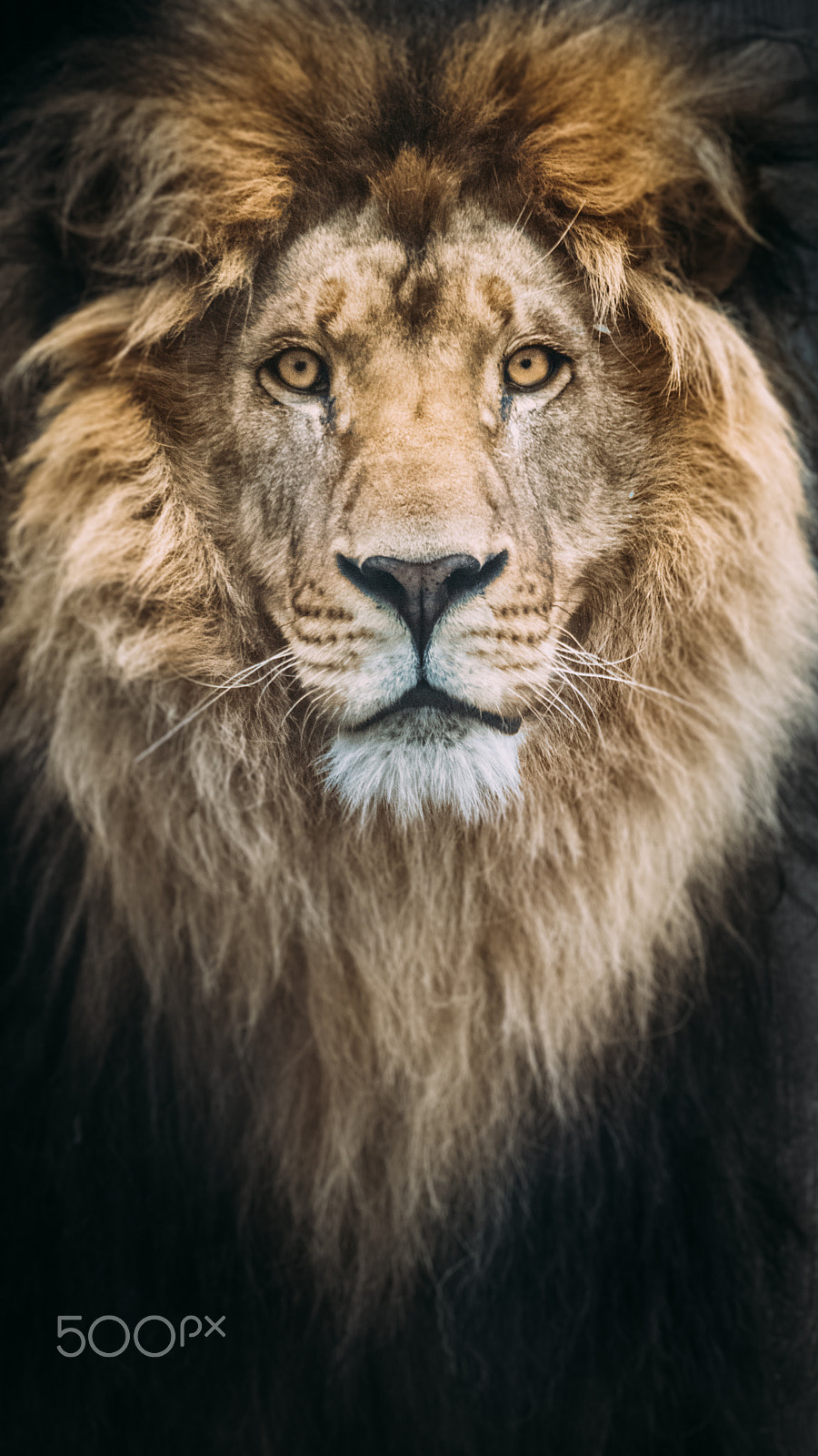Sigma 150-500mm F5-6.3 DG OS HSM sample photo. Portrait of a beautiful lion photography