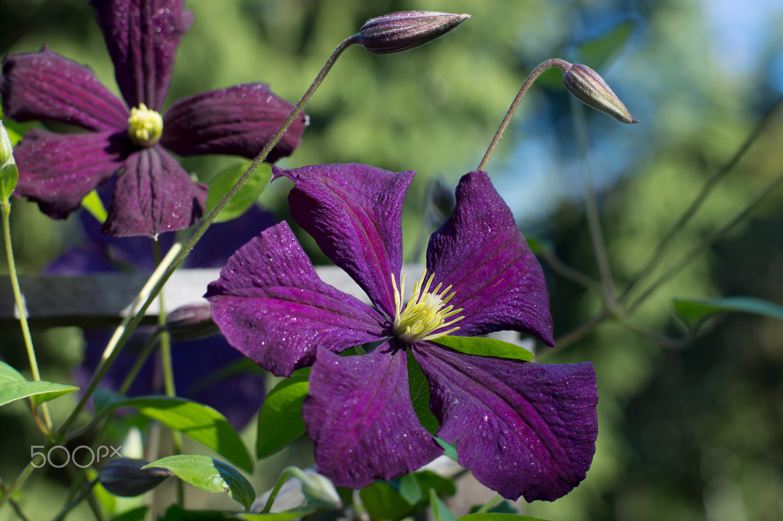 Sony SLT-A65 (SLT-A65V) sample photo. Dark purple clematis flower with yellow stamens, in the background of the same flower, and yet... photography