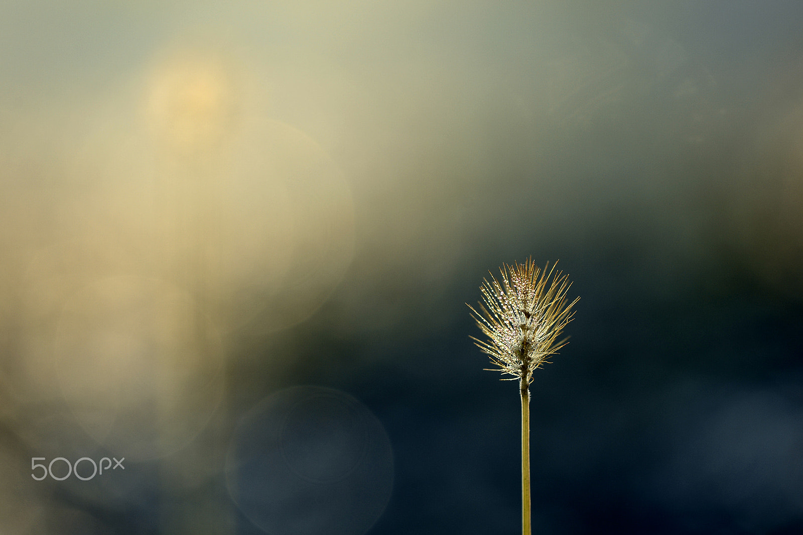 Nikon Df sample photo. A golden bristlegrass photography